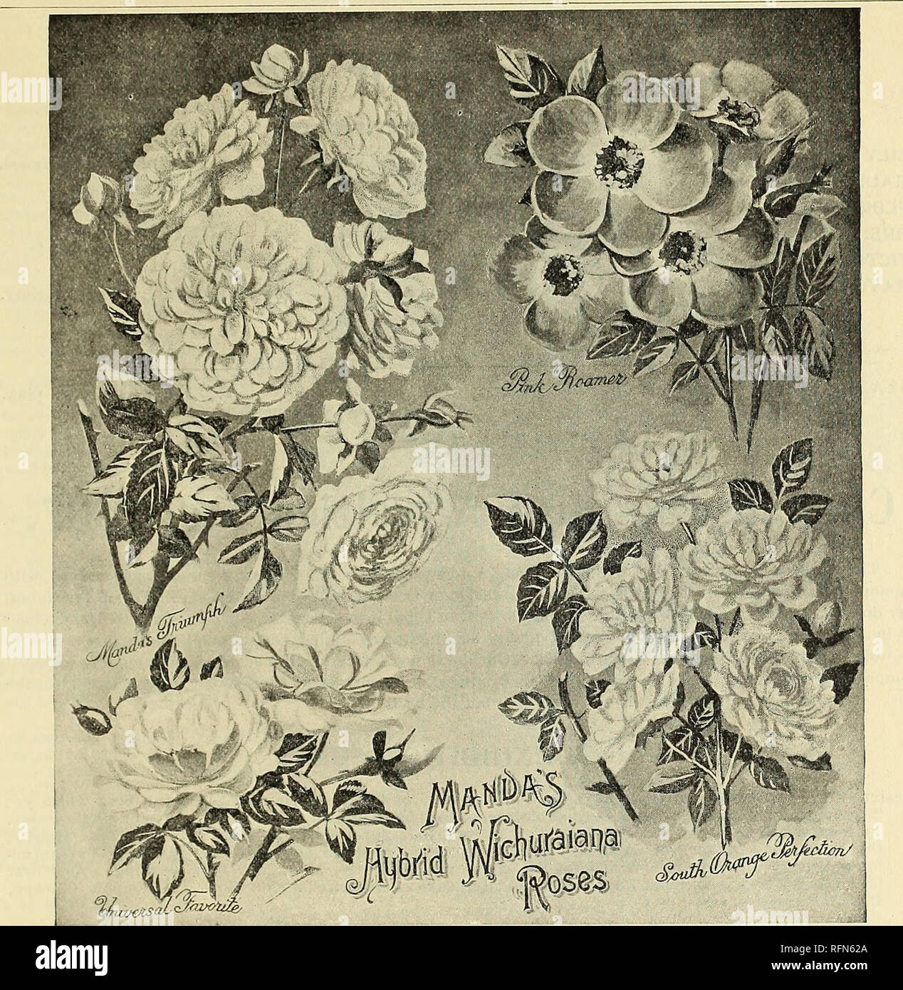 . Neue seltene und schöne Pflanzen. Baumschulen (Gartenbau) New York (State) New Rochelle Kataloge; Pflanzen, Zierpflanzen Kataloge, Leuchtmittel (Pflanzen) Kataloge Kataloge; Blumen; Bäume Sämlinge Kataloge. Neuheiten Feind 1897. 9. Neue Hybride WICHURAIANA ROSEN, oder die doppelte Memorial Rose. m IESE, die ersten Hybriden von Rosa Wichuraiana sind die großartigsten Neuheit von 1897. Die Angewohnheit, diese neuen Rosen ist der I) Derselbe wie der Rosa Wichuraiana, oder Denkmal. Rose. Das Wachstum ist das Kriechen, und daher kann ich den Boden abdecken, Stämme von Bäumen, Säulen, Pfosten, Gitter oder für andere Zwecke gewünschte Stockfoto