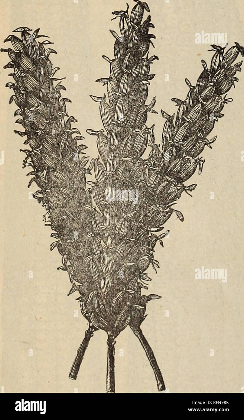 . Wahl Iowa Samen: zweite Auflage der 27. jährlichen Katalog und den Garten führen. Baumschulen Iowa Des Moines Kataloge; Pflanzen, Zierpflanzen, Gemüse Kataloge Kataloge Kataloge; Blumen; Gartengeräte und Zubehör Kataloge. VELVET SPREU, oder BLAU STAMMZELLEN WEIZEN. - Mehrere Jahre 'Test hat gezeigt, dass dies nicht die beste aller Art in Iowa. Es ist eine bemerkenswerte, semi-hartem Sommerweizen, große Pflanzen frei von Rost nachgeben. Die millers hier Pav 5 Cents pro Scheffel mehr für Sie als für andere. Lb. 25 c, 3 Lbs. 65c, Pk. 50 c, Bu. $ 1.50. 2 bu. oder mehr&lt;&amp; $ 1.25. Türkischen Roten WINTE Stockfoto