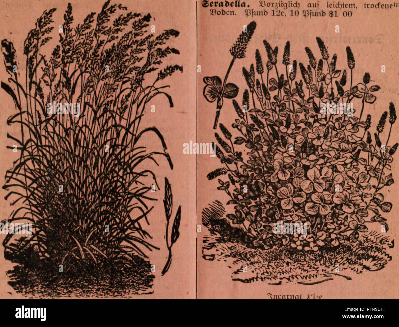 . Koss' samen Katalog. Baumschulen Wisconsin Kataloge; Gemüse; Blumen Samen Samen Kataloge Kataloge. © Arten;, gelb - unb Blumen: (Sämereien. 3 crabcMti. SOor^ ügfid) in leidjtem, troefene" © Ihr Browser kann leider keine eingebetteten Frames anzeigen © funb 12 c, 10 © fnnb $ 1 00. ffiiefeufdjroingel iRobrfdmnugel. [Rohrschwingel] 2 ehr Nain baft unb ergiebig, tbut Darm in feuchtem unb febat tilgen © Ihr Browser kann leider keine eingebetteten Frames anzeigen; hält und) Fluten 2 tanb in sJJtürfdien unb Sümpfen, © fb18 c, © Ufd) El $ 2 2." £ httotf) M. Melanin. yjtarttpreio, biö etiua $ 1 50 2 00 Pro © © funb ufdiel, 5 c*3 amem AUee tRotfterAUcc. &Lt;Mcioöhnlid) Äh. © rei" fteigt unb fallt, ettua $ fi 00 biß 0 Stockfoto