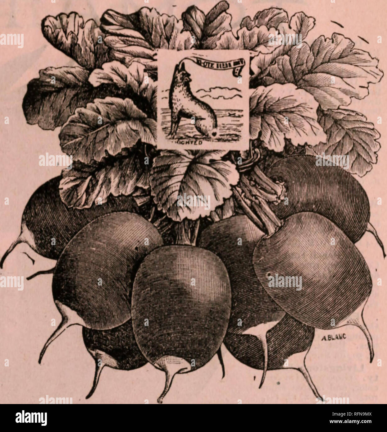 . Großhandel Katalog der Ki-ote Seed Co Baumschulen South Dakota Sioux Falls Kataloge; Gemüse; Blumen Samen Samen Kataloge Kataloge Kataloge; Gräser, Samen, Getreide Gräser Samen Kataloge. Vergessen Sie nicht, dass die SLUG SCHUSS KIIJ. S ALLE ARTEN VON BUGS. Unsere frühen elektrischen Rettich. Wir sind immer auf der Suche nach dem frühesten und am besten von allem, und wir können unseren Kunden, dass unsere "Frühe Elektrische" ist die frühesten und besten Rettich in Anbau gewährleisten. Tops sehr klein, Farbe rot. Sehr zart und knackig; schnelles Wachstum und milden Geschmack. Unsere Gärtner haben nicht alles Andere für Erste Stockfoto