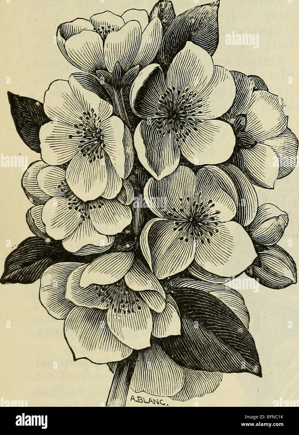 . Beschreibender Katalog der Südlichen und akklimatisiert Obst- und Zierbäume, Weinreben, Evergreens, Stauden, Rosen, etc.. Baumschulen (Gartenbau) North Carolina Pomona Kataloge; Obstbäume Sämlinge Kataloge Kataloge; Obst; Pflanzen, Zierpflanzen Kataloge. J. van Lindley's beschreibenden Katalog. 37 HARDY ZIERPFLANZEN blühenden Sträuchern, fortgesetzt. Deutzia meserveae Flore pleno. Eine große wachsende Sorte; große, gefüllte Blüten, weiß, mit rosa Farbton getaucht. Blüht spät, und bleibt in der Blüte. Einer unserer schönsten Blume-ing Sträucher. Forsythia, viridissima. Helle gelbe Blumen in den frühen s Stockfoto