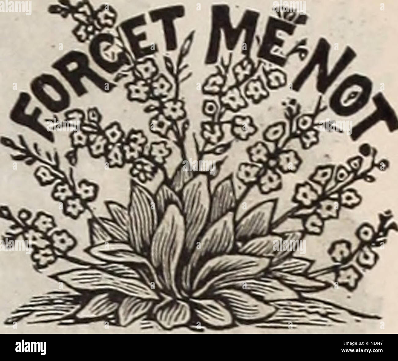 . Die jährlichen an Fordhook Burpee Folgendes Bauernhof Bauernhof geschrieben. Baumschulen (Gartenbau) Pennsylvania Philadelphia Kataloge; Gemüse Samen Kataloge; Pflanzen, Zierpflanzen, Blumen Samen Kataloge Kataloge. Einzel- und Doppelzimmer Fuchsia. Pro PCK. ... 15 FUCHSIEN, Doppelzimmer und Einzelzimmer, gemischt. Super gemischt. Die feinsten Doppel- und Sünde - gle Fuchsien, von dem herrlichen Sorten gespeichert,.... 25. DIE HINTERKANTE FUCHSIA (PROCUMBENS). Diese Art bildet eines der schönsten trailing Pflanzen, die man sich vorstellen kann. Während die Blüten sind klein, die Reben sind der Anmutigen Gewohnheit, mit hübschen Blätter und hell-rote Beeren, die eine feine eff machen Stockfoto