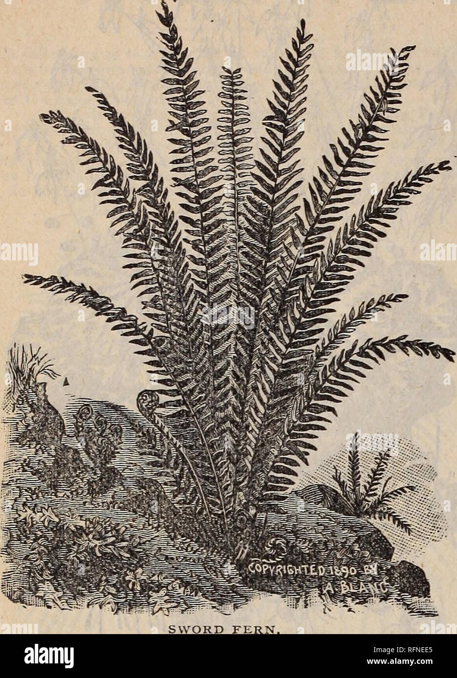 Katalog Der Floralen Schonheiten Fruhjahr 1897 Baumschulen Ohio