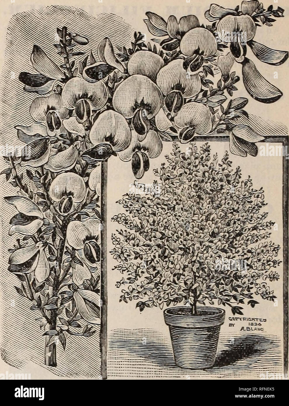 . Katalog der Blumen. Baumschulen Indiana Richmond Kataloge; Blumen