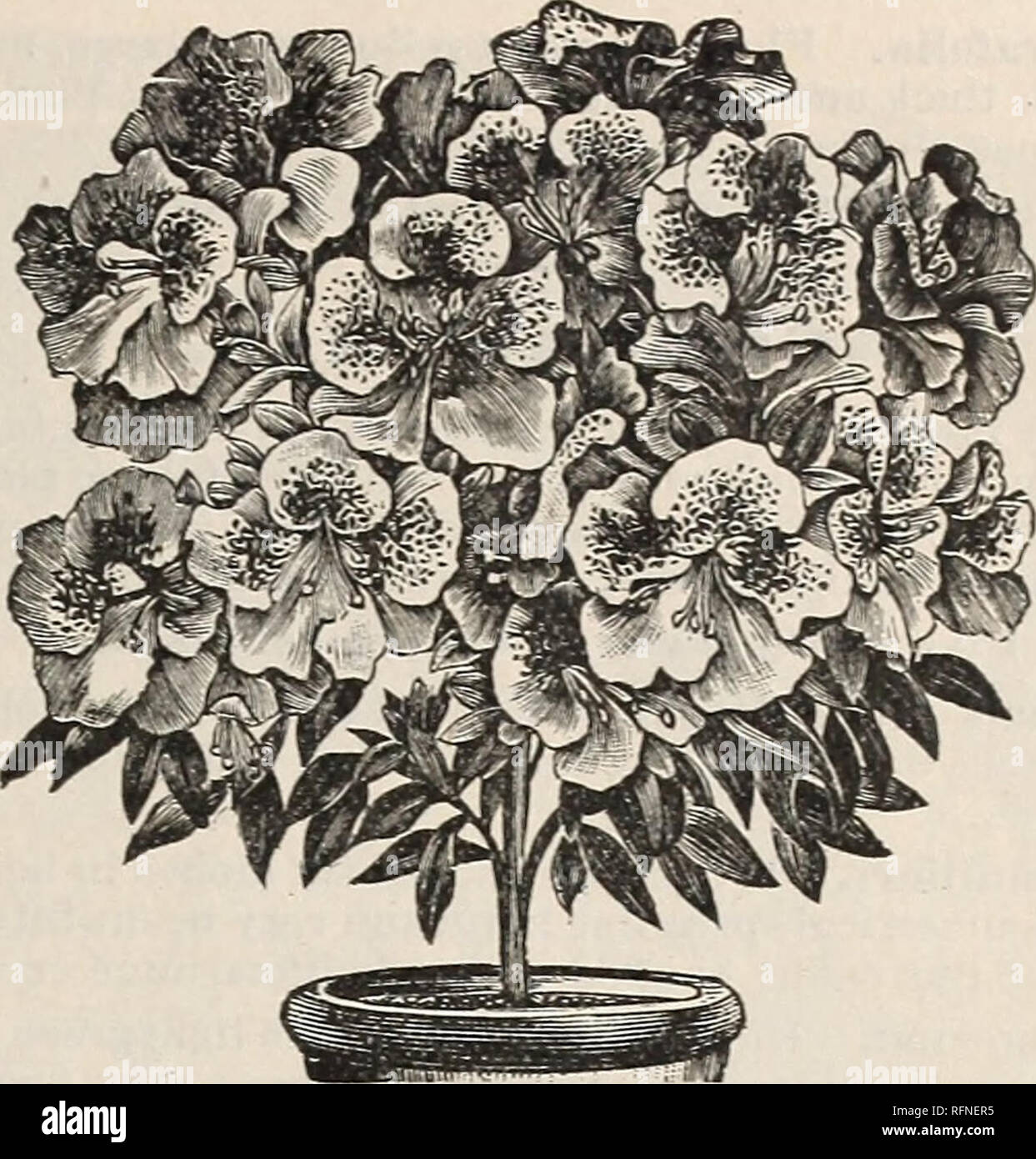 . Katalog der Blumen. Baumschulen Indiana Richmond Kataloge; Blumen; Rosen Kataloge Kataloge; Pflanzen, Zierpflanzen, Stauden Kataloge Kataloge; Gemüse Samen Kataloge. Souvenir de Bonn. Eine der auffallendsten dekorative Pflanzen, ebenso Val-Windows-meldung für die Bepflanzung von Grenzen oder für das Zentrum der großen Vasen oder Fensterkästen. Blumen orange leuchtenden Geädert mit Crimson, gut heraus stehen über das Laub, form-Ing eine brillante Kontrast. 15 Cent. (Siehe .) Boule de Xeige. Weiße Blüten. Anlage 24.02.2004 Spinout-aktivität Zwerg, und blüht sehr frei. Das Beste von allem für Haus der Kultur. 10 Cent. Eclipse. M Stockfoto