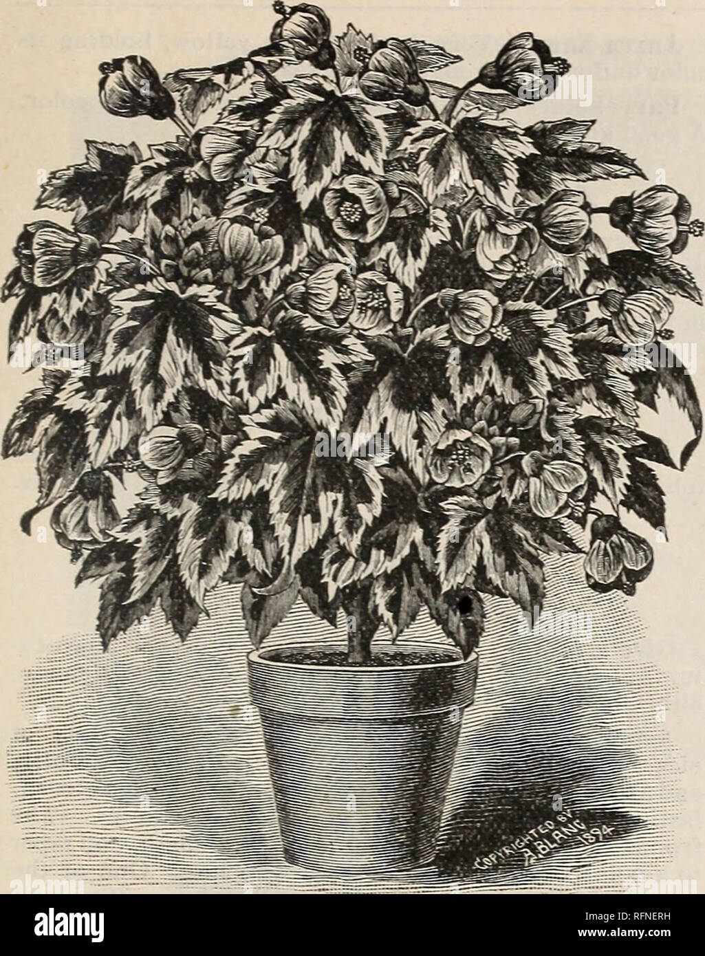 . Katalog der Blumen. Baumschulen Indiana Richmond Kataloge; Blumen; Rosen Kataloge Kataloge; Pflanzen, Zierpflanzen, Stauden Kataloge Kataloge; Gemüse Samen Kataloge. Illustrierter Katalog von Blumen, 1897 53. Souvenir de Bonn. Eine der auffallendsten dekorative Pflanzen, ebenso Val-Windows-meldung für die Bepflanzung von Grenzen oder für das Zentrum der großen Vasen oder Fensterkästen. Blumen orange leuchtenden Geädert mit Crimson, gut heraus stehen über das Laub, form-Ing eine brillante Kontrast. 15 Cent. (Siehe .) Boule de Xeige. Weiße Blüten. Anlage 24.02.2004 Spinout-aktivität Zwerg, und blüht sehr frei. Das Beste von Stockfoto