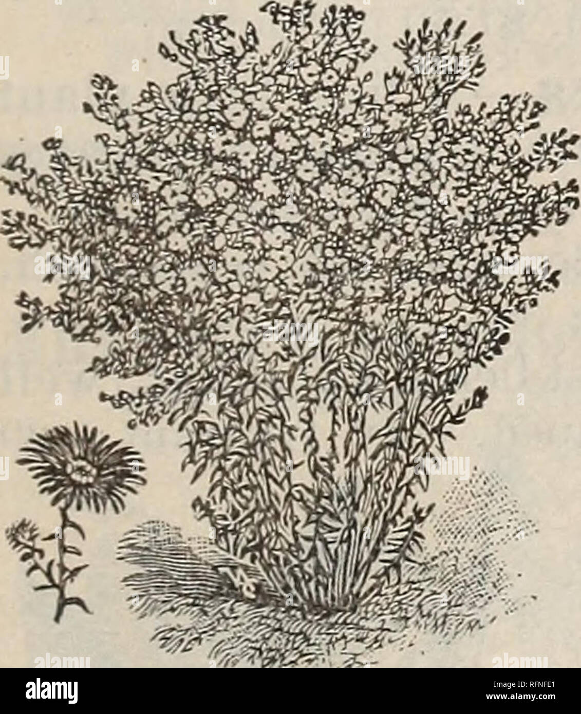 . Hardy Farnen und Blumen, Stauden, Rosen, etc.. Baumschulen Massachusetts Southwick Kataloge; Stauden Kataloge; Sträucher Kataloge; Farne Kataloge; Pflanzen, Zierpflanzen Kataloge. EDWARD GILLETT'S KATALOG. 3 SÖDERÅKRA Canadensis (Wild Ginger) - eine niedrige Staude, mit nierenförmige Blätter 3 bis 5 Zoll breit, und einem einzigen violette Blume in der Nähe der Masse. 10 Cent, 1 $ pro Dutzend. caudatum (Tailed Snakeroot) - Von der westlichen Küste; Blätter ähnlich der letzten; Blüten klein, Violett. 15 Cent, 1,25 $ pro Dutzend. ariaefolium - Von der südlichen Staaten. Blätter mit den unteren Lungenlappen hingewiesen, Durchfluss Stockfoto