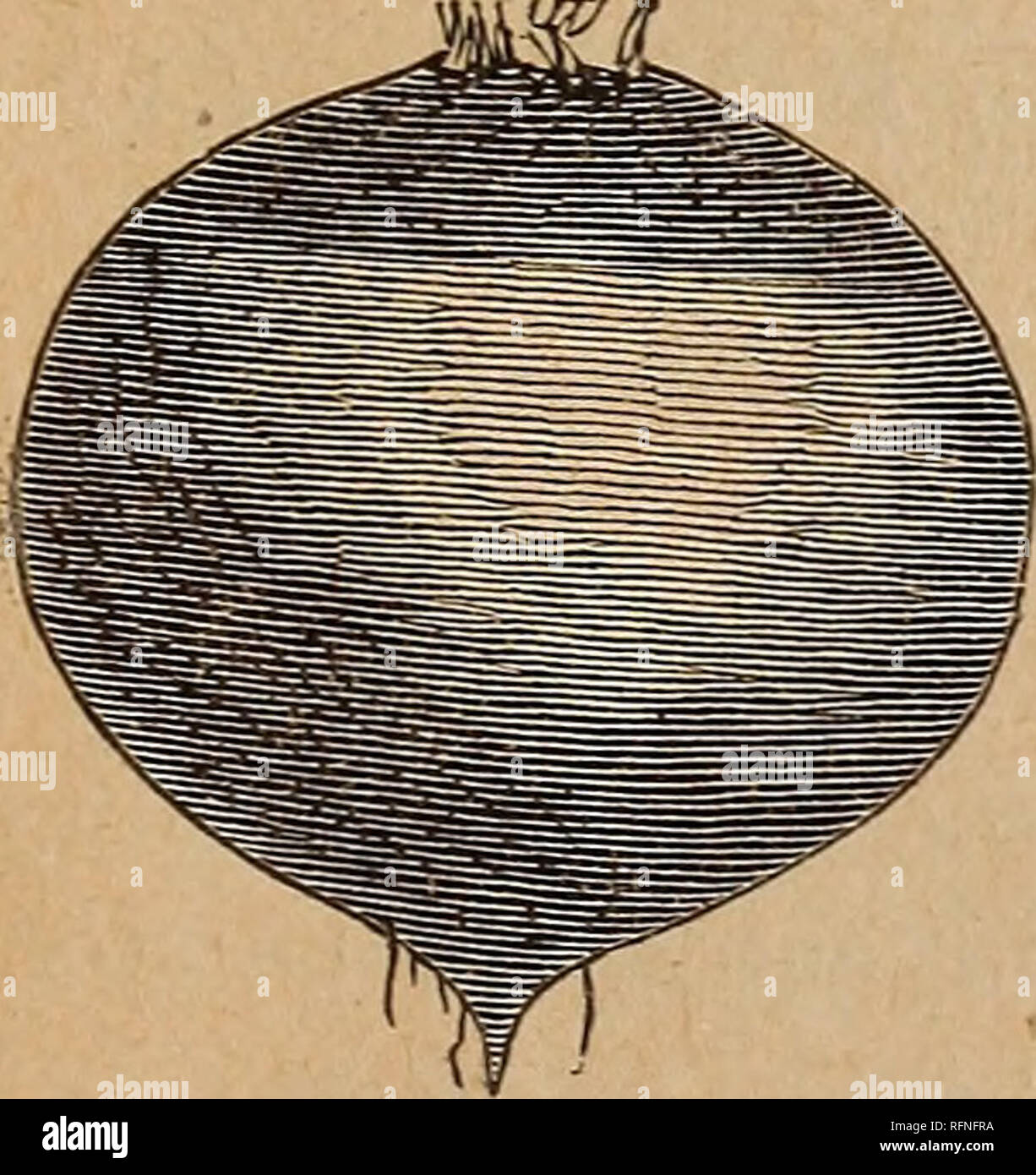 . Fred S. Burr&amp;.de Preisliste: Vegetable Seeds Blumen und Samen, Zwiebeln, etc. Baumschulen (Gartenbau) Connecticut Middletown Kataloge Zubehör Kataloge; Bauernhof; Gemüse; Blumen Samen Samen Kataloge Kataloge. Weiße Eier. Rübe - RUTA BAGA oder Schwede. Quartal. Die Raute. Breadstone, (sehr kurzes Erntegut,) -^ 0,20 • 65 der Grat verbesserte Lila Top, Gelb, .20 .60 süßen Deutschen, weißen, langen Keeper. .20 Weiß Französisch, schwer und süß. .20 .60 White Rock, gute Form, weich. 20 .60 Der Burr verbessert. - Gärtner.-Liste die Samen, die Sie benötigen, um uns zu Preisen. Wir behandeln die meisten großzügig mit Stockfoto