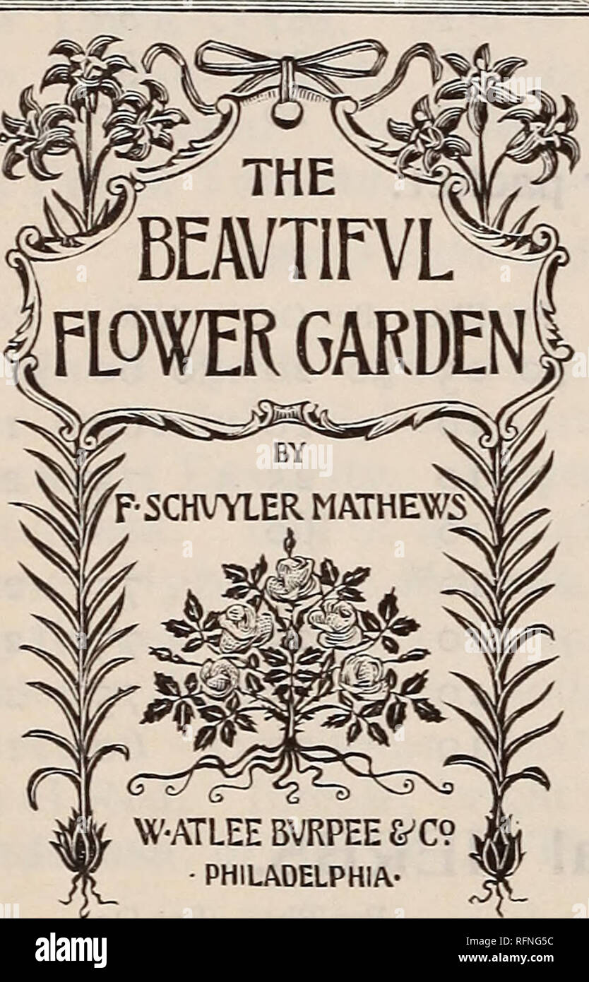 . Die Burpee Folgendes Preise für 1897: Die besten Samen, die wachsen. Baumschulen Pennsylvania Philadelphia Kataloge; Blumen; Gemüse Kataloge Kataloge; süß; Samen Erbsen Kataloge Kataloge. Auf den folgenden Seiten, beginnend mit Zuckererbsen, bieten wir Ihnen, alphabetisch geordnet, die führende Blumen aus Samen gezogen, darunter viele Neue und Besondere Blüten von nnnsnal Schönheit. Diese Samen sind alle der besten Stämme, und sind sicher, dass Zufriedenheit zu geben. Während viele von uns an Fordhook Farm, oder durch unsere Züchter in Amerika angebaut werden, sind alle gründlich sowohl für Vitalität und Reinheit geprüft. Diejenigen, die Stockfoto