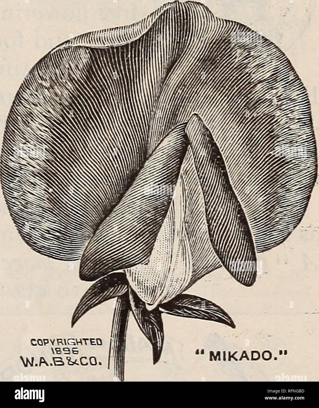 . Die Burpee Folgendes Preise für 1897: Die besten Samen, die wachsen. Baumschulen Pennsylvania Philadelphia Kataloge; Blumen; Gemüse Kataloge Kataloge; süß; Samen Erbsen Kataloge Kataloge. Eckford Neuheiten in süssen Erbsen. American-Grown Samen jetzt zum ersten Mal * bot die ECKFORD NEUHEITEN unten beschrieben wurden durch Henry Eckford im letzten Frühling bei 2 verkauft s. 6d. pro Paket 20 Samen. Wir haben mehrere tausend Pakete, aus denen wir Kulturen angebaut wurden sorgfältig rogued, und sind zuversichtlich, dass diese Neuheiten nicht sonst hatte -, wo der gleichen Reinheit. Im Folgenden geben wir eigenen Herr Eckford Beschreibung, Foll Stockfoto