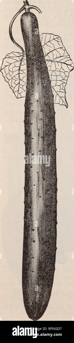 . Buist's Garden Führer und Almanach. Baumschulen (Gartenbau) Pennsylvania Philadelphia Kataloge Kataloge; Samen; Gemüse; Blumen Samen Kataloge Kataloge. 7 o BUIST'S GARDEN GUIDE. Englisch FRAME oder Gurke. Für das Forcen UNTER GLAS. Im Folgenden sind die besten Sorten: Preis pro Paket 10 Samen, 25 cts., oder 5 für $ 1,00. Fernschreiber, Covent Garden, Herrn Kenyon, Stern des Westens, Carter's Model, Marquis von. Lome, Herzog von Edinburgh, blaues Kleid, Herrn Gladstone. Zwingen - Gurken in Frames. - Während der Winter- und Frühlingsmonate Cu-llay werden von vielen eine sehr große Lux als Stockfoto