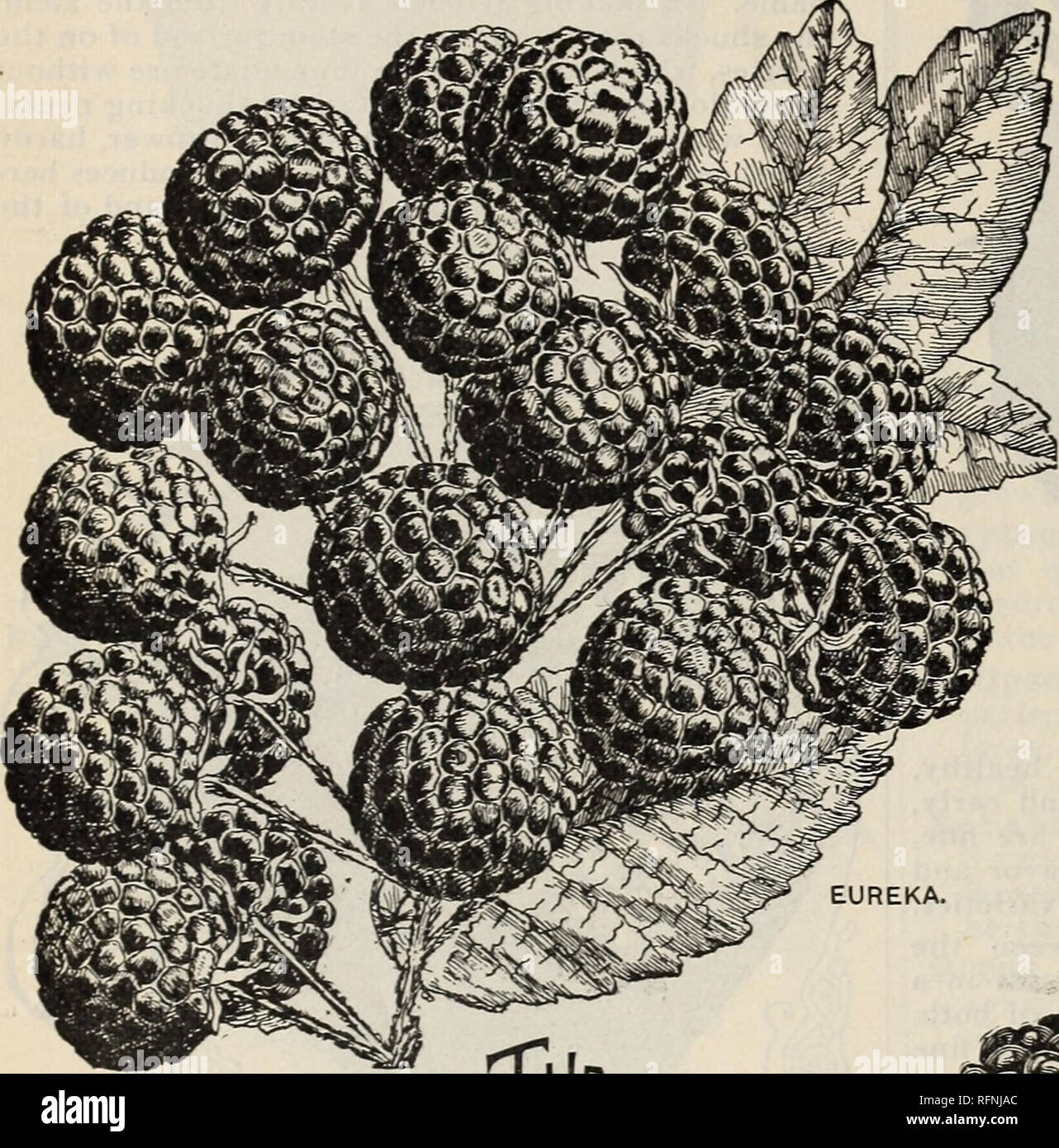 Frühjahr 1896. Baumschulen Ohio Kataloge; Gemüse Samen Kataloge; Pflanzen,  Zierpflanzen Kataloge; Obstbäume Sämlinge Kataloge Kataloge; Obst;
