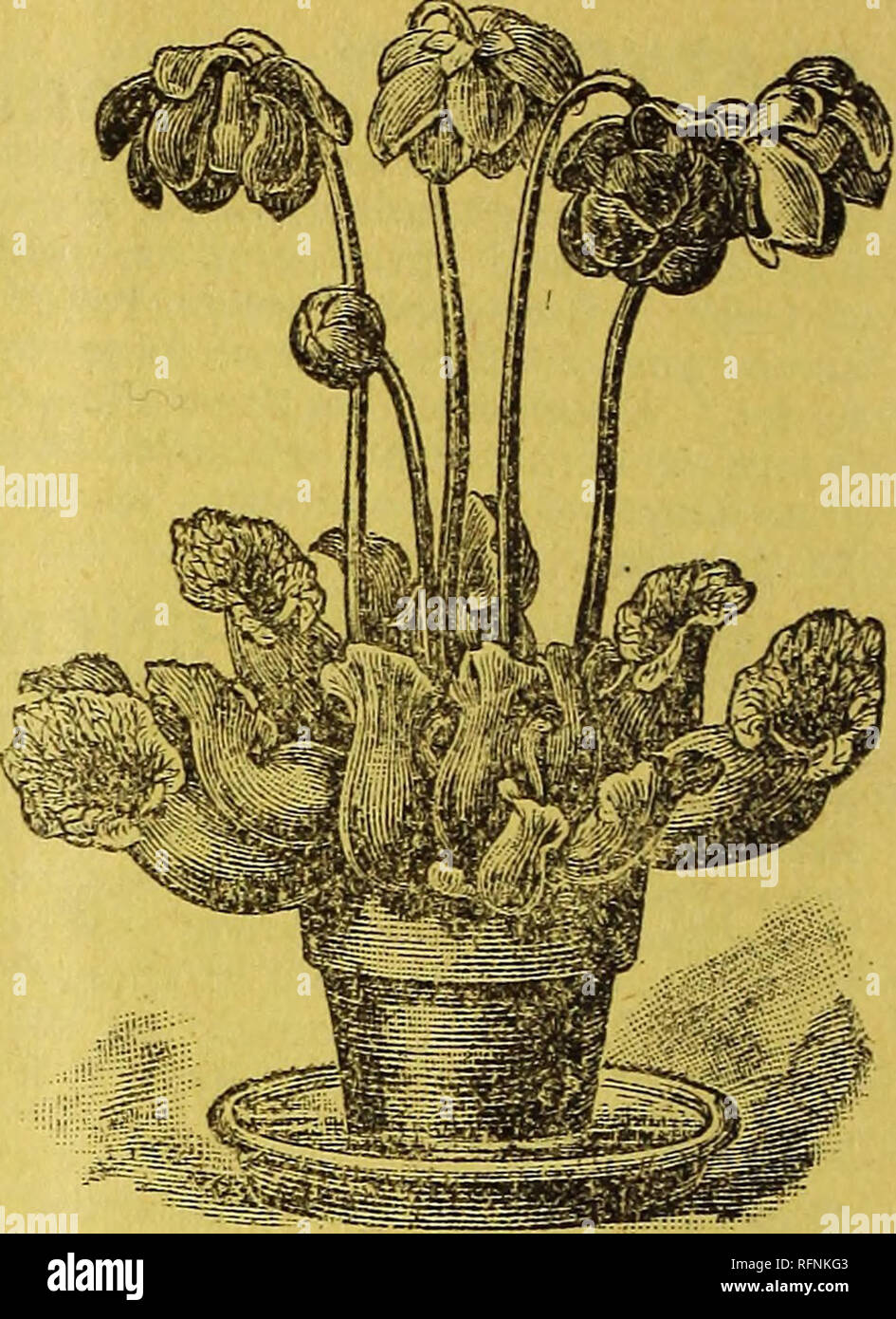 . Wm. F. Bassett &Amp; Sohn Buch der Pflanzen im Bellevue Baumschule gewachsen. Baumschulen (Gartenbau) New Jersey Hammonton Kataloge; Baumschulen New Jersey Hammonton Kataloge; Bäume New Jersey Hammonton Kataloge; Blumen New Jersey Hammonton Kataloge; Stauden New Jersey Hammonton Kataloge. TRADESCANTIA VIRGTNICA ALBA. gARttACENtA PURPUREA. SARRACENIA PURPUREA. Kannenpflanze, dieses nativen Kannenpflanze ist ein sehr befriedigende Pflanze für den Anbau in Töpfe oder in feuchter Umgebung. Die seltsame Krug wie Blätter Rivalen die schönsten Begonien in Leuchtkraft der Farbe und die feinen großes violettes bloo Stockfoto