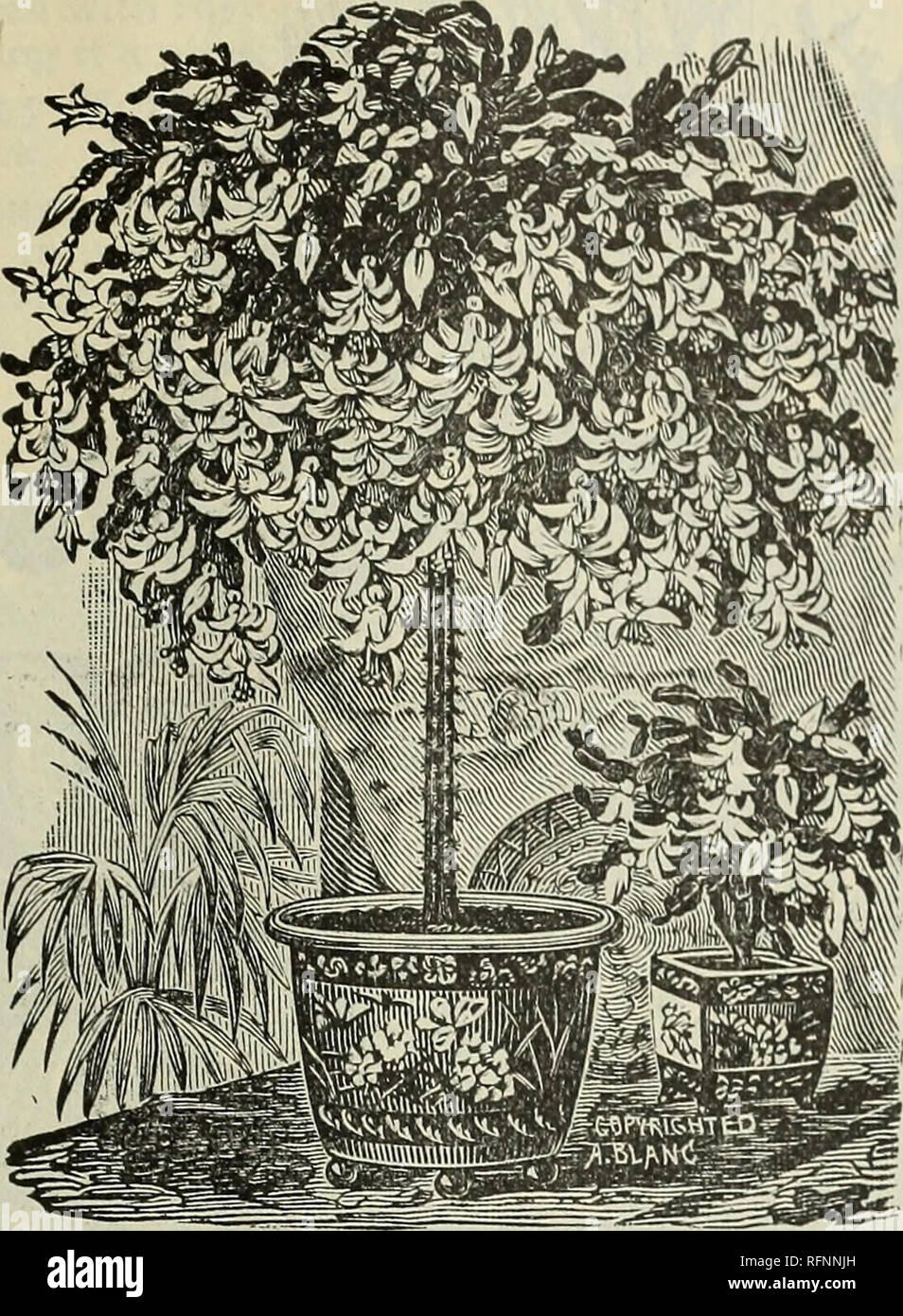 . Frühjahr 1896. Baumschulen Ohio Kataloge; Gemüse Samen Kataloge; Pflanzen, Zierpflanzen Kataloge; Obstbäume Sämlinge Kataloge Kataloge; Obst; Bäume Sämlinge Kataloge; Baumschulen; Gemüse; Pflanzen, Zierpflanzen, Obst Bäume ; Obst ; Bäume. Pflanzen - Allgemeine Sammlung. 75 Kaktus.. Epiphyllum Makoyanum. Eine schöne Auswahl an die Krabben oder Hummer Claw Cactus, mit leuchtend scharlachrote Blüten groß und ungewöhnlich helle und auffällig. Die Pflanzen, die wir anbieten, sind stark veredelte Pflanzen mit starken gerader Stengel 12 bis 15 cm hoch und bildet feine hängenden Proben. Starke Pflanzen, die von Express, 75c; Ex Stockfoto