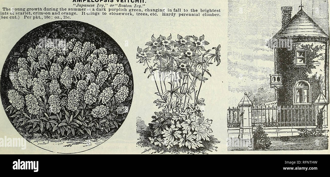 . Feder Katalog: Rosen, Pflanzen, Samen. Baumschulen (Gartenbau) Missouri Saint Louis Kataloge, Leuchtmittel (Pflanzen) Kataloge Kataloge; Blumen; Gemüse; Früchte Samen Kataloge Kataloge; Baumschulen (Gartenbau), Leuchtmittel (Pflanzen); Blumen; Gemüse; Früchte. Antirrhinum-Snap Dragon. Aeschynanthus-imperialen Zwerg Blau. AMPELOPSIS VEITCHM. "Japanische Ley" oder "Boston Efeu." Die junge Wachstum im Sommer ist ein dunkles violett grün, im Herbst zu den hellsten Farbtöne Scharlach crimson und orange (siehe Schnitt) pro Pck., 10c; Oz, 25c. Es klammert sich an Mauerwerk, Bäume, etc.. Alyssum - Littl Stockfoto