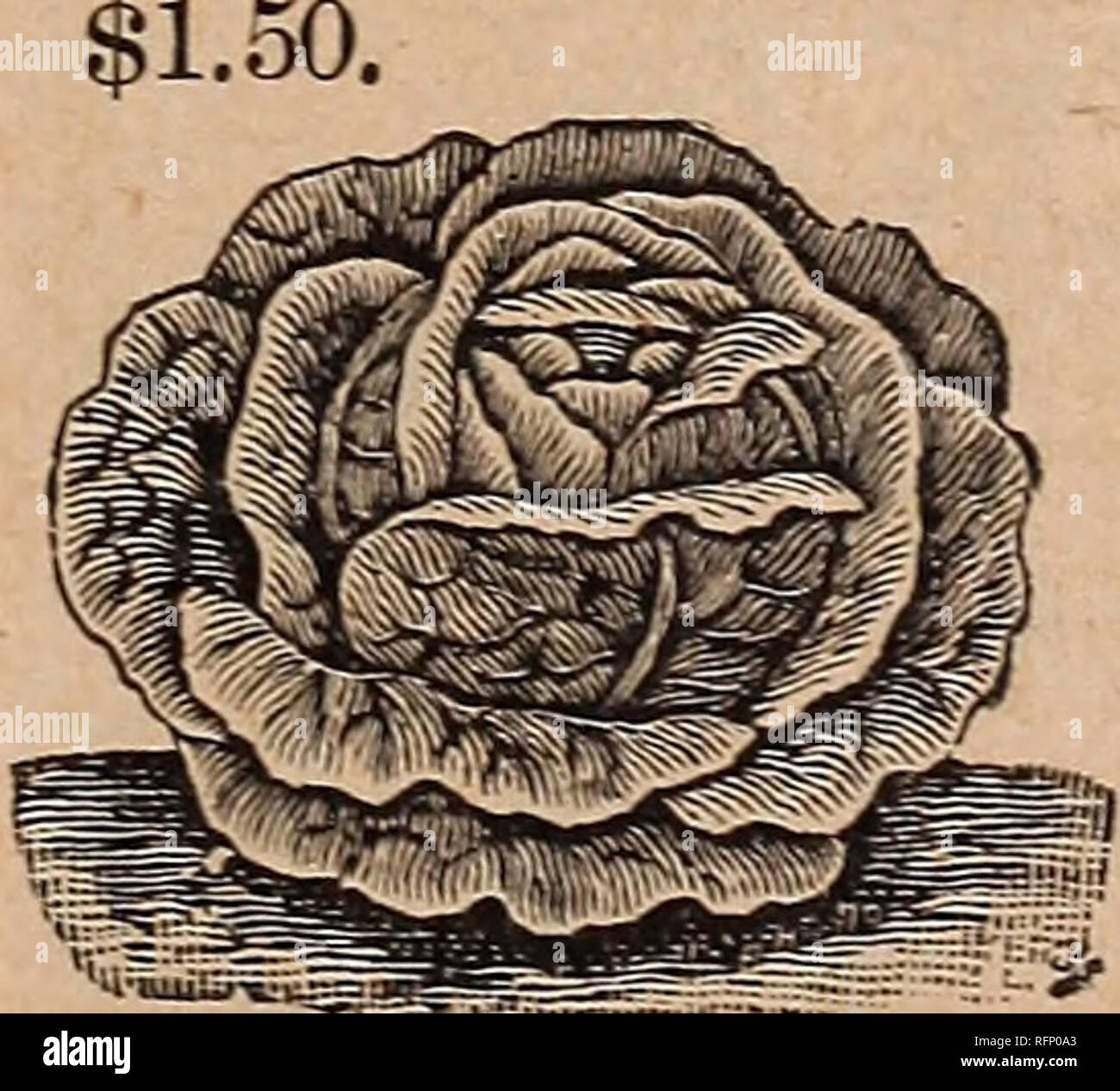 . Pearce der Samen, 1896. Baumschulen Ontario Kataloge; Blumen Samen Kataloge; Gemüse; Früchte Samen Samen Kataloge Kataloge. Muss eine RD. - in Abständen Sow durch den Frühling in Zeilen sechs Zoll auseinander, sondern Thich. Schneiden, wenn zwei oder drei Zoll hoch. White London. - für Salate verwendet. Pkt. 5c: oz. 10 c; ich Lb. 15 c; lb. 30 C. {Minze MENTHA). - Im Allgemeinen bevorzugt für kulinarische und medizinische Zwecke. Die Blätter oder Tops sind im Frühjahr Salaten verwendet, und gegessen als Soße mit Lamm und in Suppen getrocknet. Für medizinische Zwecke, wie die Blüten erscheinen. Es sollte in sehr trockenen Wetter geschnitten werden. 50 c pro Dutzend Wurzeln. Stockfoto