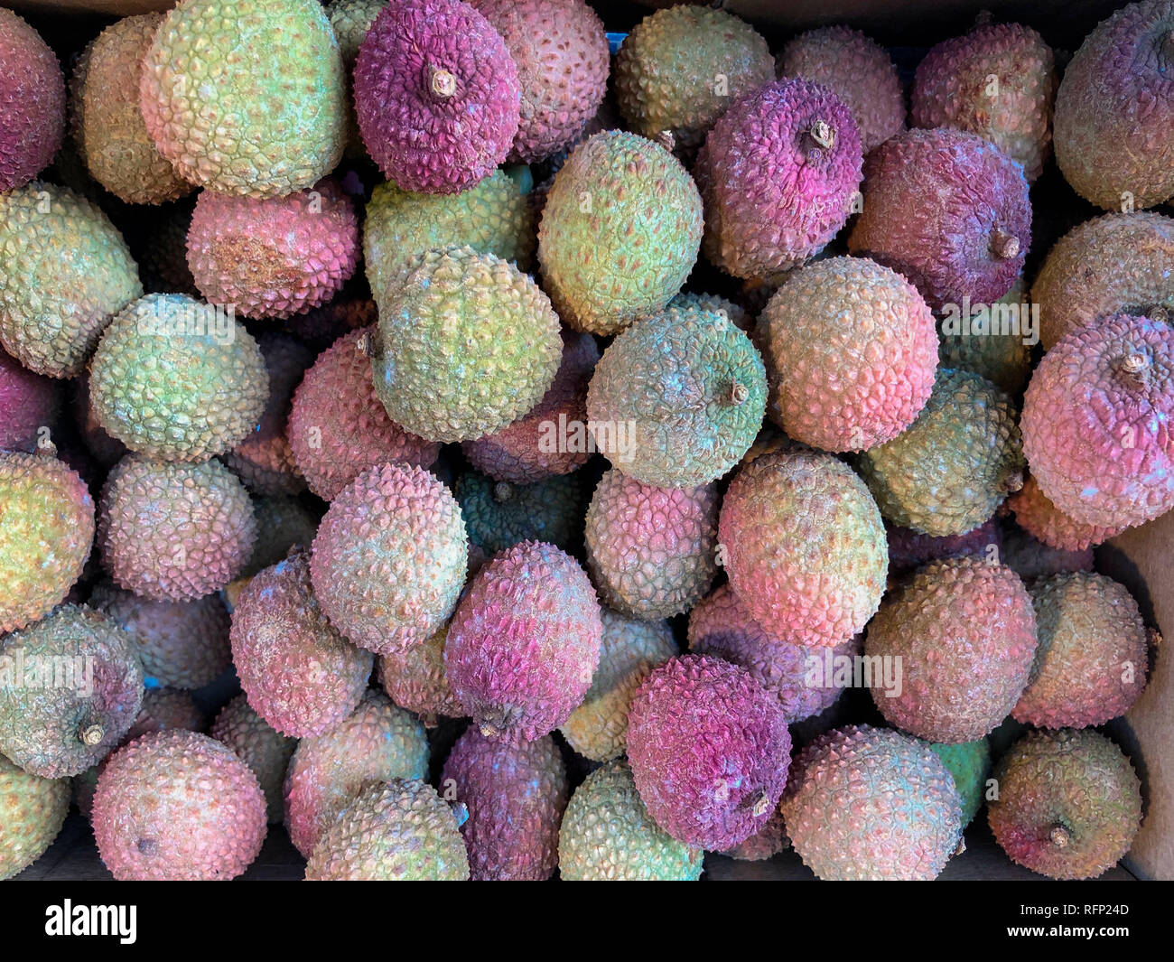 Litschi - ein tropischer Baum, die für die Provinzen Guangdong und Fujian in China. Stockfoto