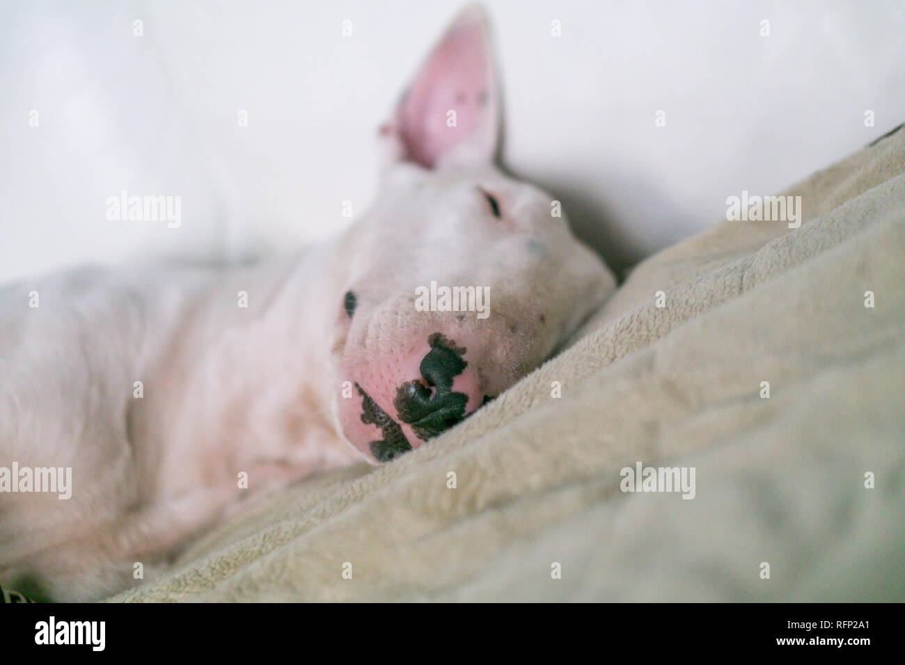 Eine Süße weiße English Bull Terrier ist schlafen auf ein Bett mit einem Lächeln auf dem Gesicht Stockfoto