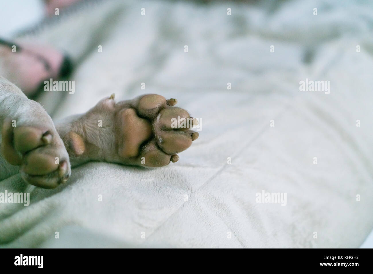 Dog paw Close-up. White's Bullterrier Pfote auf dem Teppich. Makro des weißen Hund Pfote. Stockfoto
