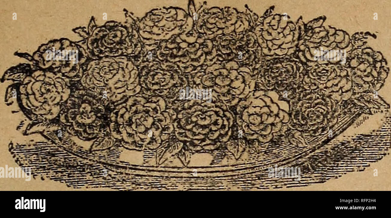 . Der Park floral Guide, 1896. Baumschulen Pennsylvania Kataloge; Blumen Samen Kataloge. Konkurrenzlose Belastung der Doppel Balsame. Der generische Name des Gartens Balsam ist Impatiens, bezieht sich auf Th" plötzlich der Samen Entlastung-Pods bei Berührung. Für die s-mo Grund, auch, die Blume oitea genannt wird''-mich-nicht." "Wir haben zwei gemeinsame native epecits, in feuchter Umgebung, die beide drei oder vier Meter hoch wachsen und schöne orange und gelbe Blumen beschmutzt mit brauner Bär gefunden. Die Gattung umfasst auch Impatiens glandulifera und I. Sultana, die beide elsewher areoffered und beschrieben. Stockfoto