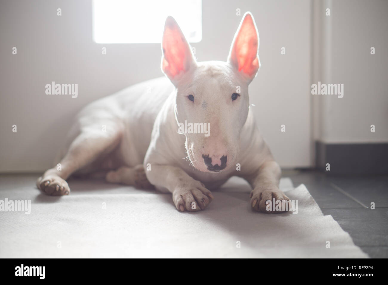 English Bull Terrier auf dem Boden liegend mit Licht dahinter Stockfoto