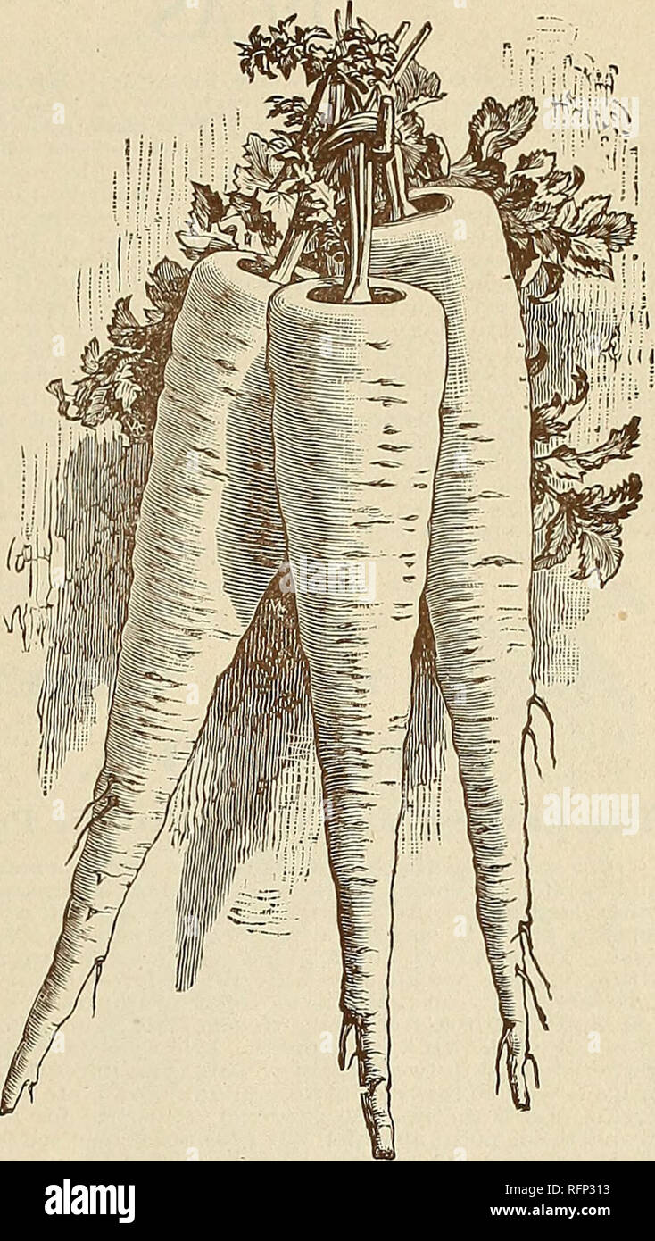 . McCullough same Katalog und die Laienhaften Guide 1896. Gemüse Samen Kataloge Kataloge; Blumen; Obstbäume Sämlinge Kataloge; landwirtschaftliche Arbeitsgeräte Kataloge; kommerzielle Kataloge Ohio Cincinnati; Gemüse; Blumen; Obstbäume; landwirtschaftliche Arbeitsgeräte; kommerzielle Kataloge. Aufschnitt usw. gelingt am besten in einem sanft, fruchtbaren Boden. Säen. dick Anfang April in den Zeilen einen Fuß auseinander und Halb Zoll tief; Thin Out die Pflanzen sechs Zoll auseinander in den Reihen zu stehen. Der Samen ist der langsame germina-tion, die von drei bis vier Wochen, um das Aussehen zu machen; und häufig nicht in trockene zu kommen wir Stockfoto