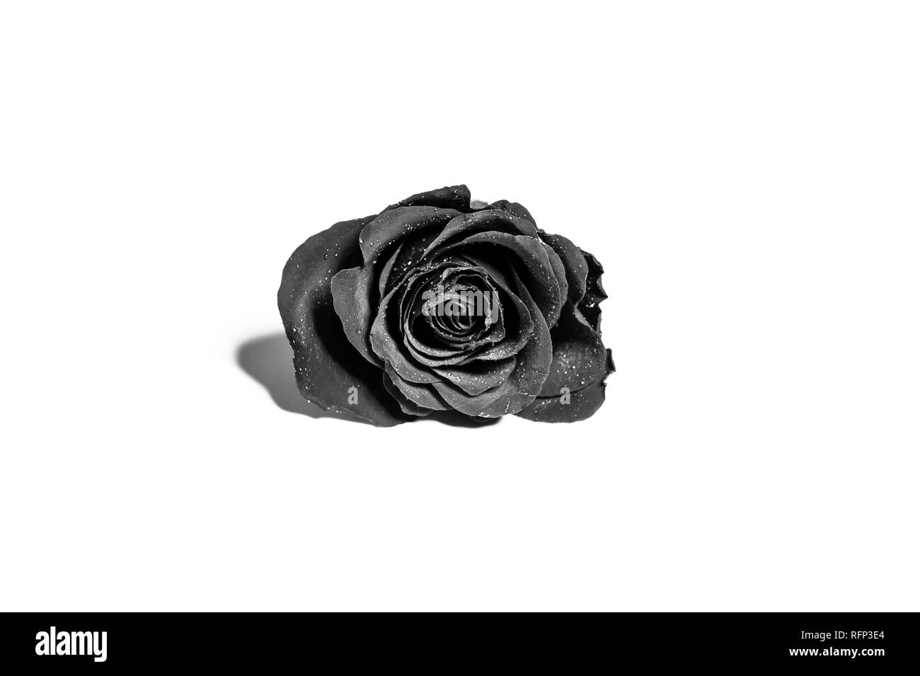 Nahaufnahme einer roten Rose mit Wassertropfen, auf weißem Hintergrund, in Schwarzweiß konvertiert Stockfoto