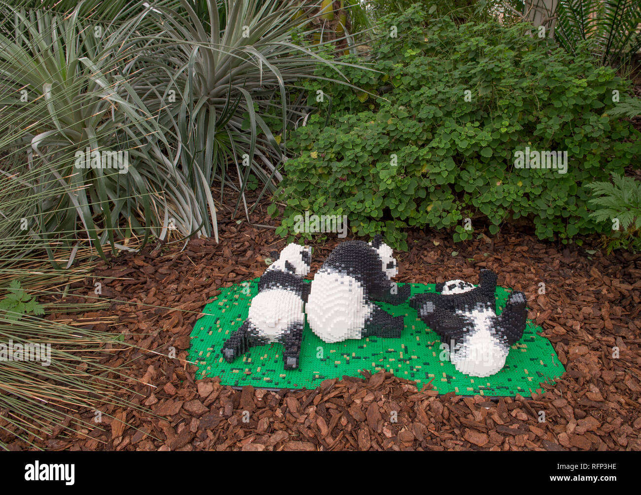 RHS Garden Wisley, Surrey, Großbritannien. 25. Januar, 2019. Letzte Vorbereitungen von mehr als 40 lebensgroßen Tiere und Pflanzen einschließlich drei Baby chinesische Pandas Stockfoto