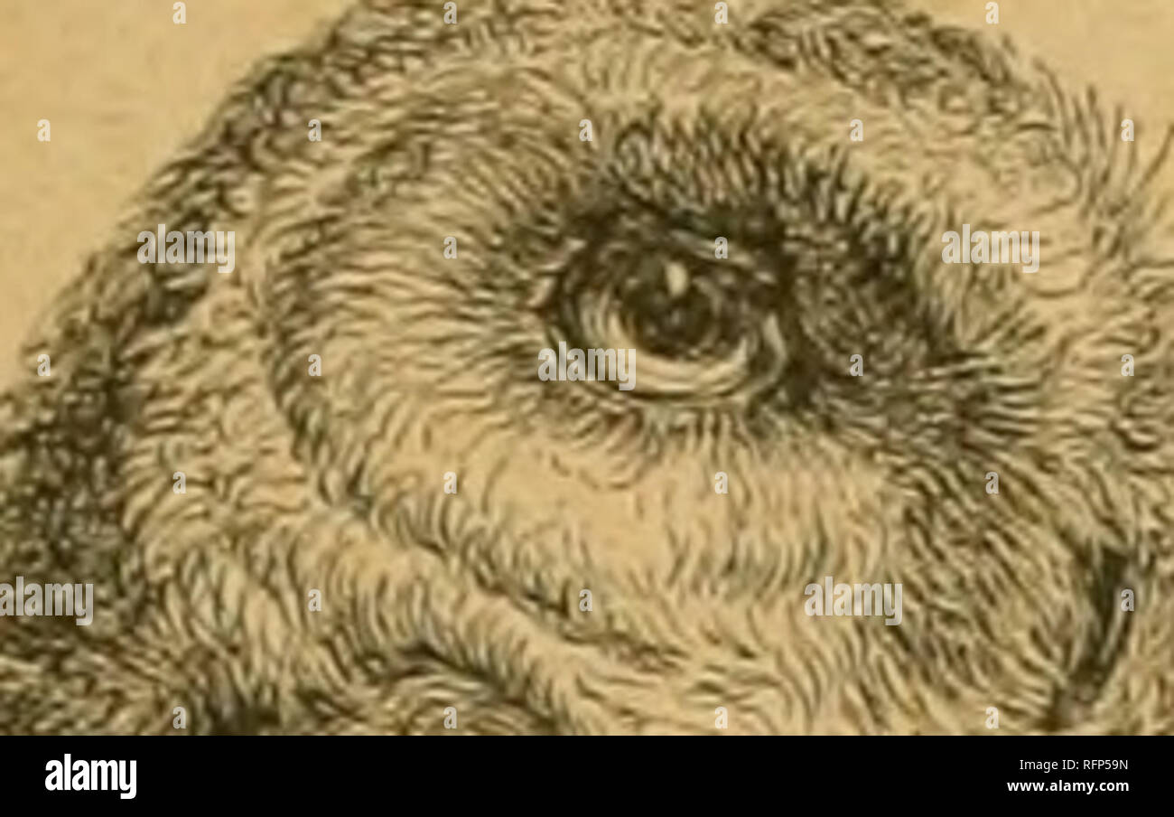 . Cassell's Natural History. Tiere; das Verhalten der Tiere. Â jui. i: ii: i: (jirz. 3 Oa iittack es in Tag der offenen Tür. Der Uhu gcnei-Ally lnvaks die Wirbelsäule der kleinere Tiere in der Nähe der Haupt und, rissen die restlichen Knochen, verschlingt seine Beute, Haut und allen; die Köpfe der größere Vögel Sie pnlls Krank große Stücke, die Schwalben. Es ist jedoch immer verschlingt einen Teil der Haare, Federn oder sowie Skalen und Abfälle entfernt ist, wenn allein auf Fleisch gefüttert. Die unverdaulichen Teile der Mahlzeit sind bis geworfen in großer Runde Pellets oder 'wirft." Mit größeren Tieren legt es offen die Haut des Bauches, 'a Stockfoto