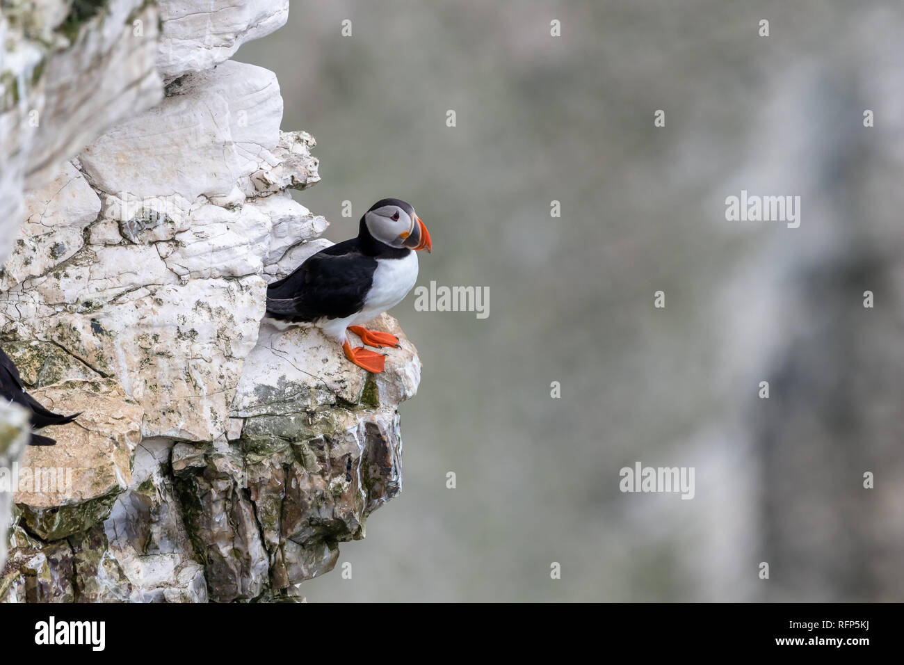 Papageitaucher (Fratercula) auf der Klippe an der RSPB Bempton Cliffs UK Stockfoto