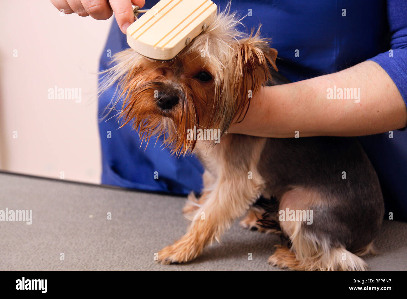 Yorkshire Terrier, seine Haare schneiden an der Groomer Stockfotografie -  Alamy