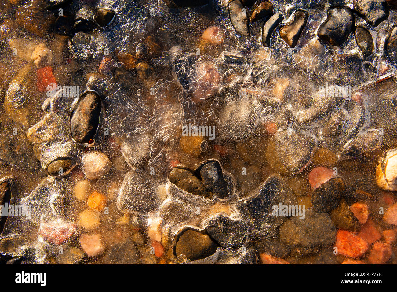 Kiesel in einem gefrorenen Teich, Cradle Mountain, Australien Stockfoto