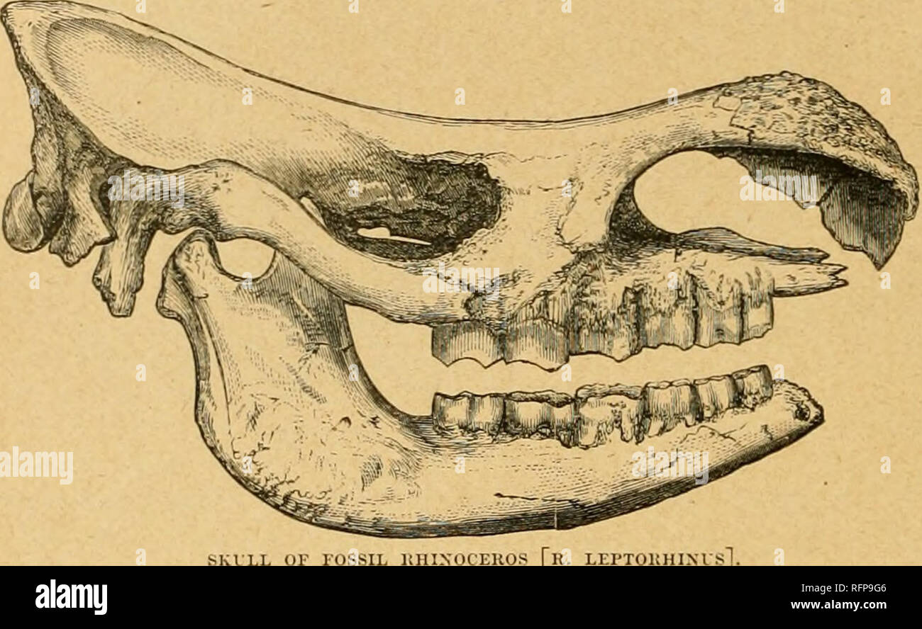 . Cassell's Natural History. Tiere; das Verhalten der Tiere. XATVRAL SEINE in Höhlen in Verbindung mit den Resten der Hysenas, havinj; zweifellos eine Heftklammer Artikel wurde von Nahrungsmitteln für diese Tiere. In England bleibt in die Höhlen bei Creswell, Nottinghamshire gefunden worden; in der brixham Höhle; in Kent's Loch, in der Nähe von Torquay, Devonshii' e; und in Wookey Hole, in der Nähe von AVells, Somerset, wie auch in den Höhlen von Wales und Derbyshire. Als examijle des Zweiten groiip, wir haben Rhinoceros megarhinus der pliozäne und pleistozäne Schichten. Das Tier besaß zwei Hörner. Ihre Überreste sind in Frankreich gefunden Stockfoto