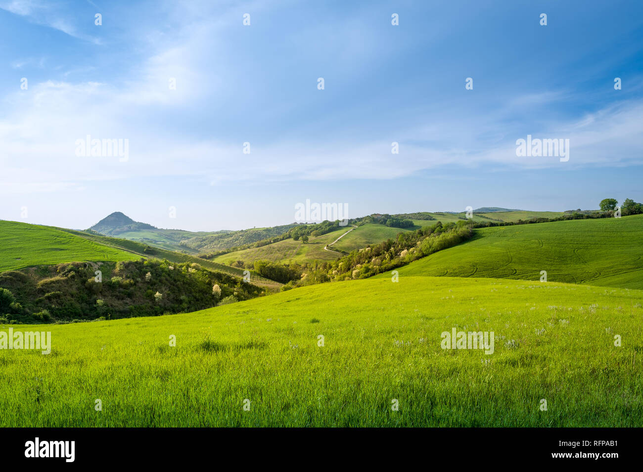 Straße in die grünen Felder der Toskana. Berühmte ländlichen Szenen von Toscano Provinz, Italien Stockfoto