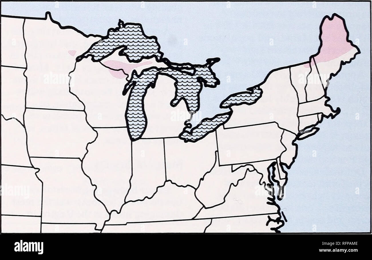 . Wald Insekten und Pflanzenkrankheiten Bedingungen in den Vereinigten Staaten 1979. Schädlinge in den Vereinigten Staaten. Schwammspinner, Lymantria dispar (L.), weiter zu verbreiten und umfangreiche Nadel-/Blattverlust führen. Obwohl wesentlich mehr Morgen in den meisten Neu-England-Staaten in diesem Jahr die flächendeckenden Entlaubt wurden, insgesamt wurde nur etwa die Hälfte der im letzten Jahr, was vor allem auf die deutliche Abnahme in Pennsylvania (Tabelle 16). Über 100.000 Hektar wurden mit einer Vielzahl von Chemikalien, einschließlich carbaryl, diflubenzuron und trichlorfon und biologische Bekämpfungsmittel (Insekt Parasiten und Bacillus thuringiensis, der schwammspinner behandelt Stockfoto
