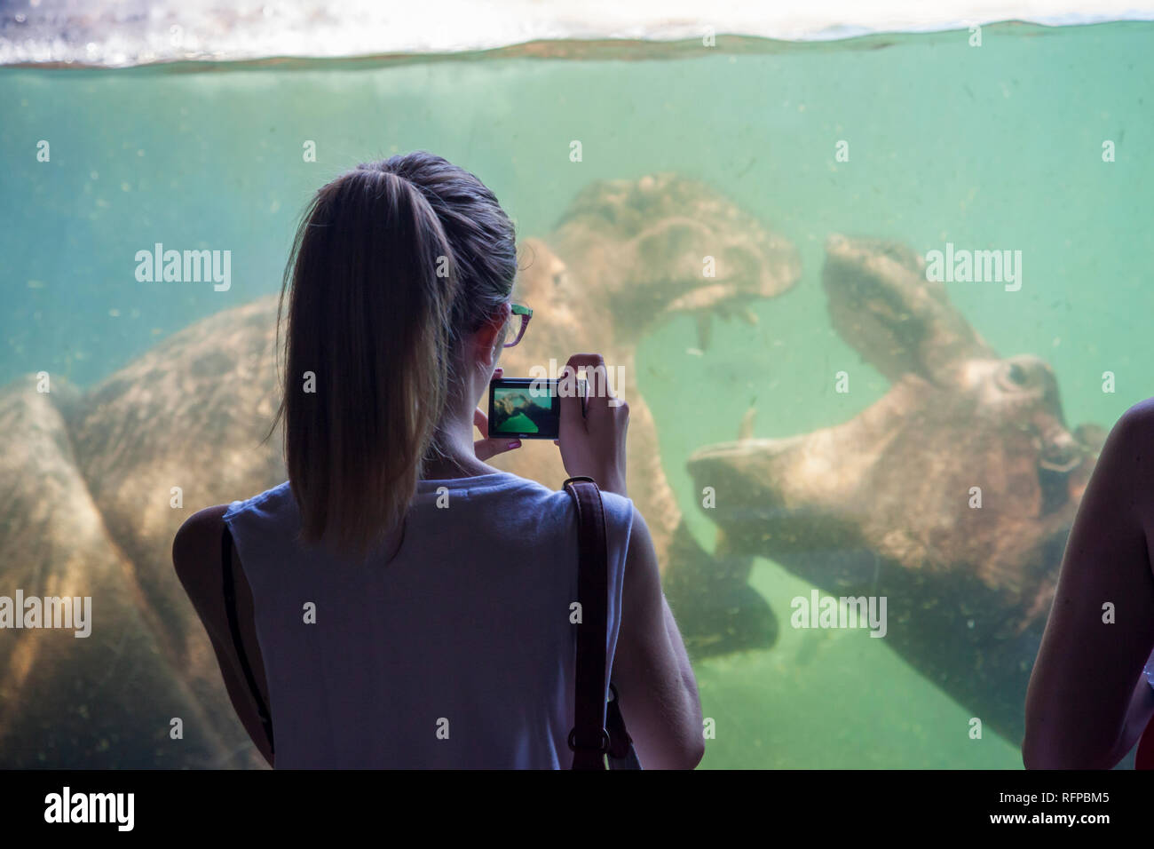 Hippopotamus bei Bioparc Valencia, Comunidad Valenciana, Spanien Stockfoto