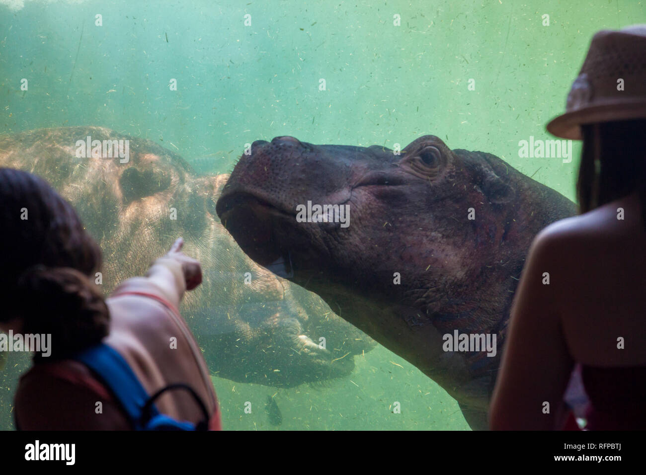 Hippopotamus bei Bioparc Valencia, Comunidad Valenciana, Spanien Stockfoto