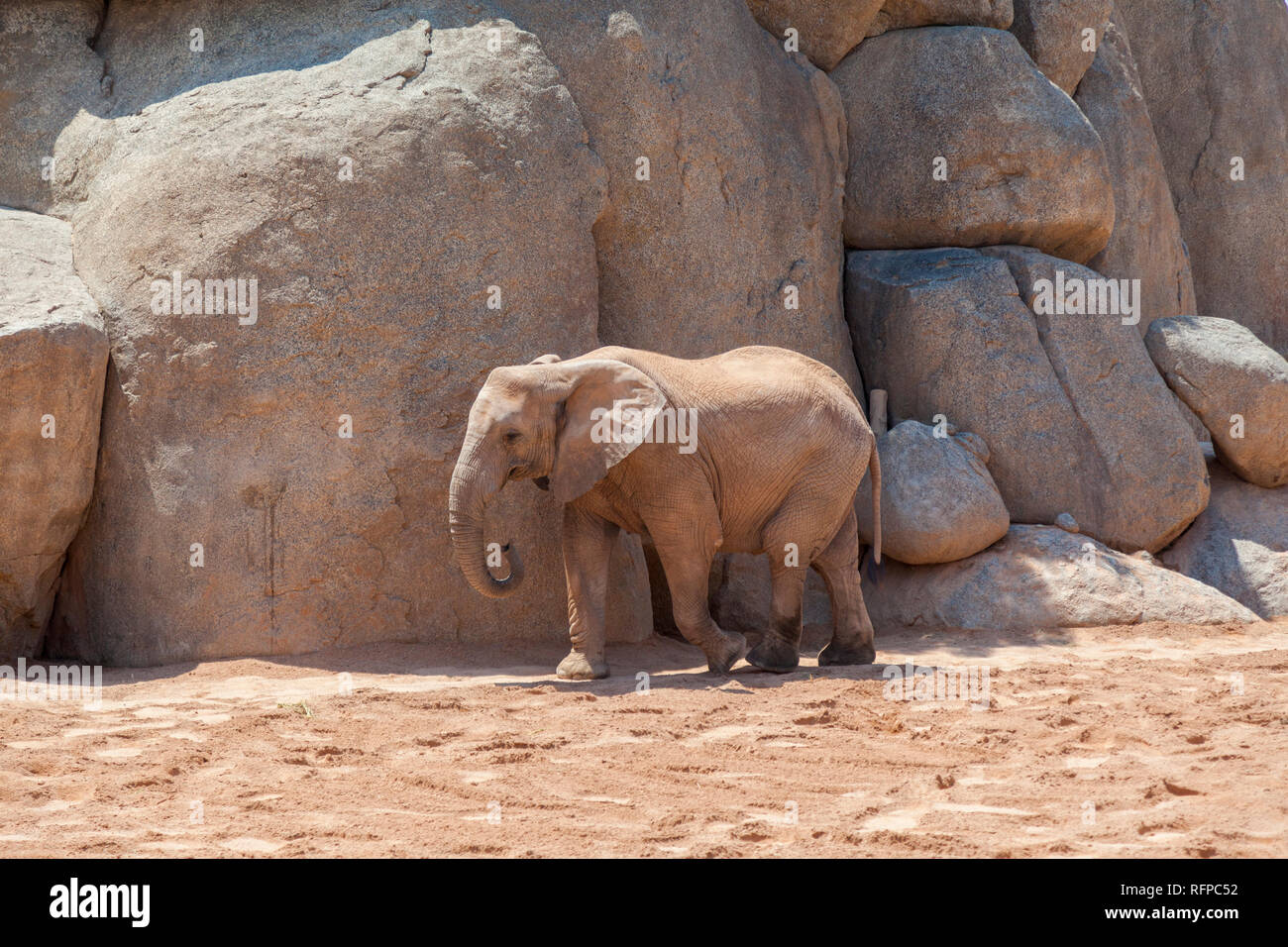 Afrikanischer Elefant im Bioparc Valencia, Comunidad Valenciana, Spanien Stockfoto