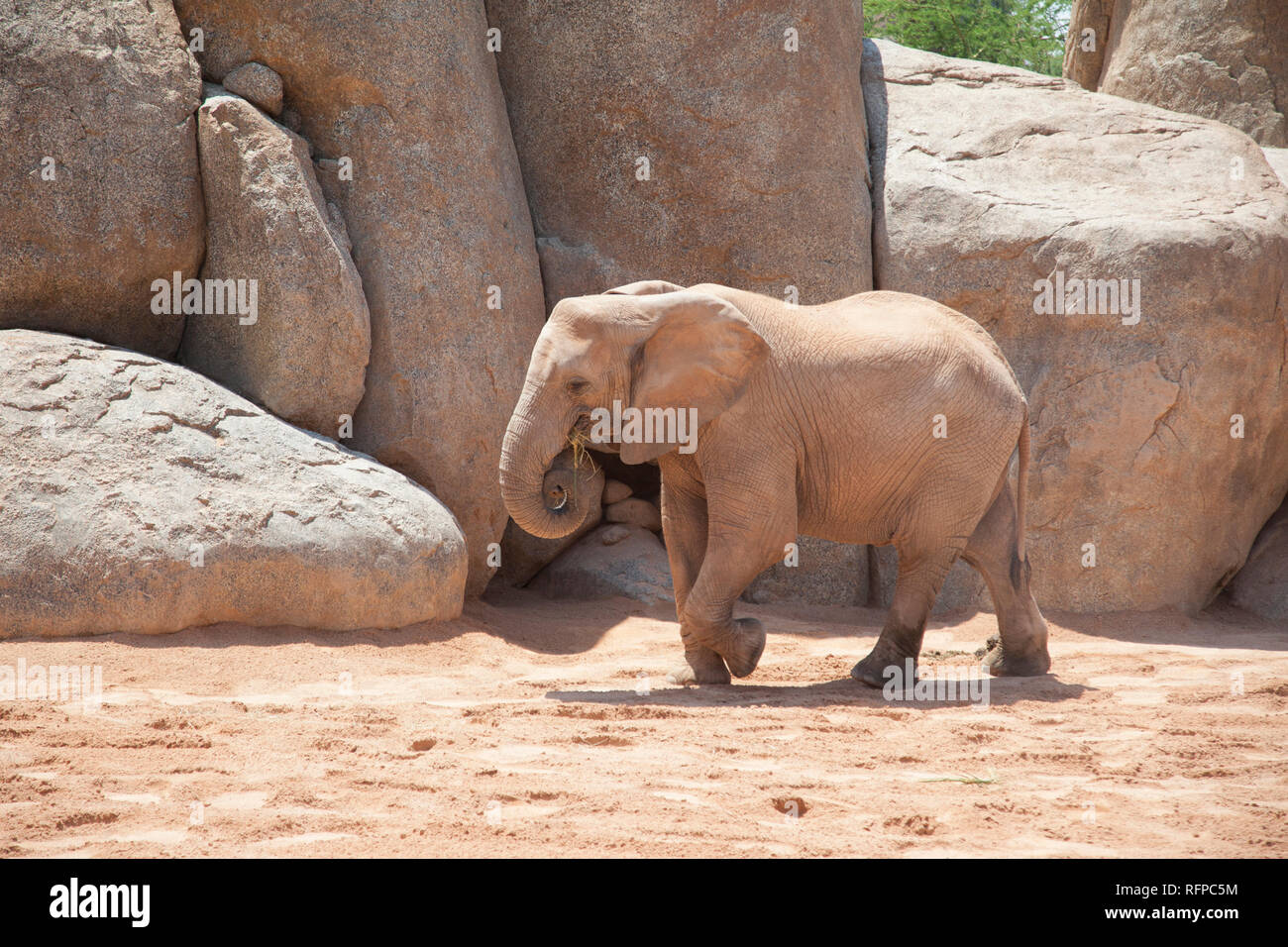 Afrikanischer Elefant im Bioparc Valencia, Comunidad Valenciana, Spanien Stockfoto