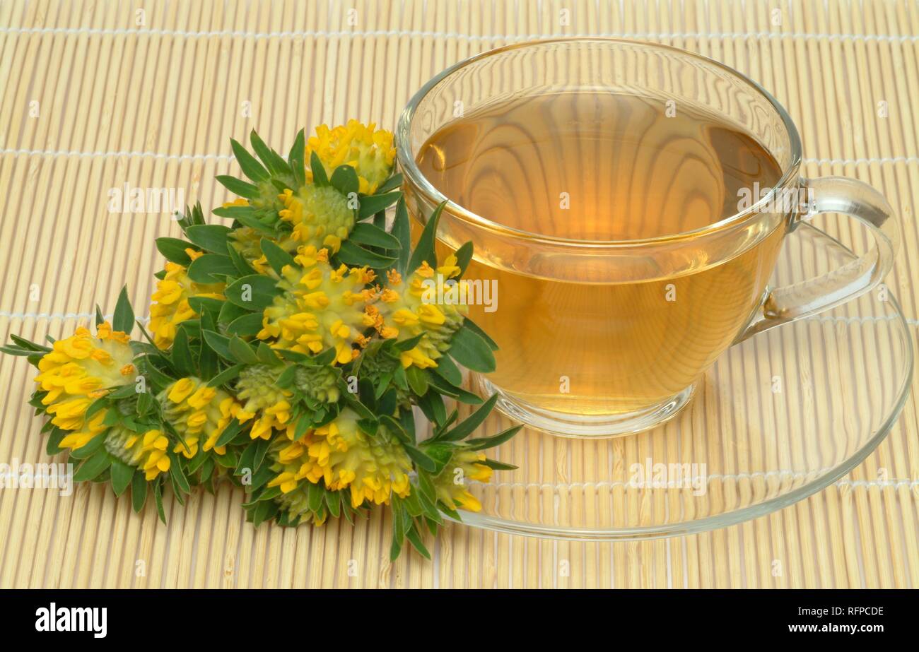 Wundklee Tee, Heilpflanze, Heilpflanzen Tee, Wundklee vulneraris Stockfoto
