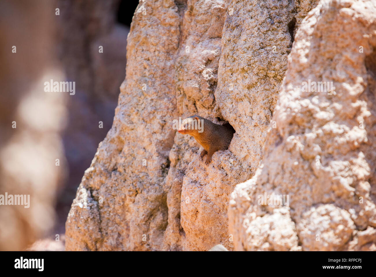 Afrikanische Mungo bei Bioparc Valencia, Comunidad Valenciana, Spanien Stockfoto
