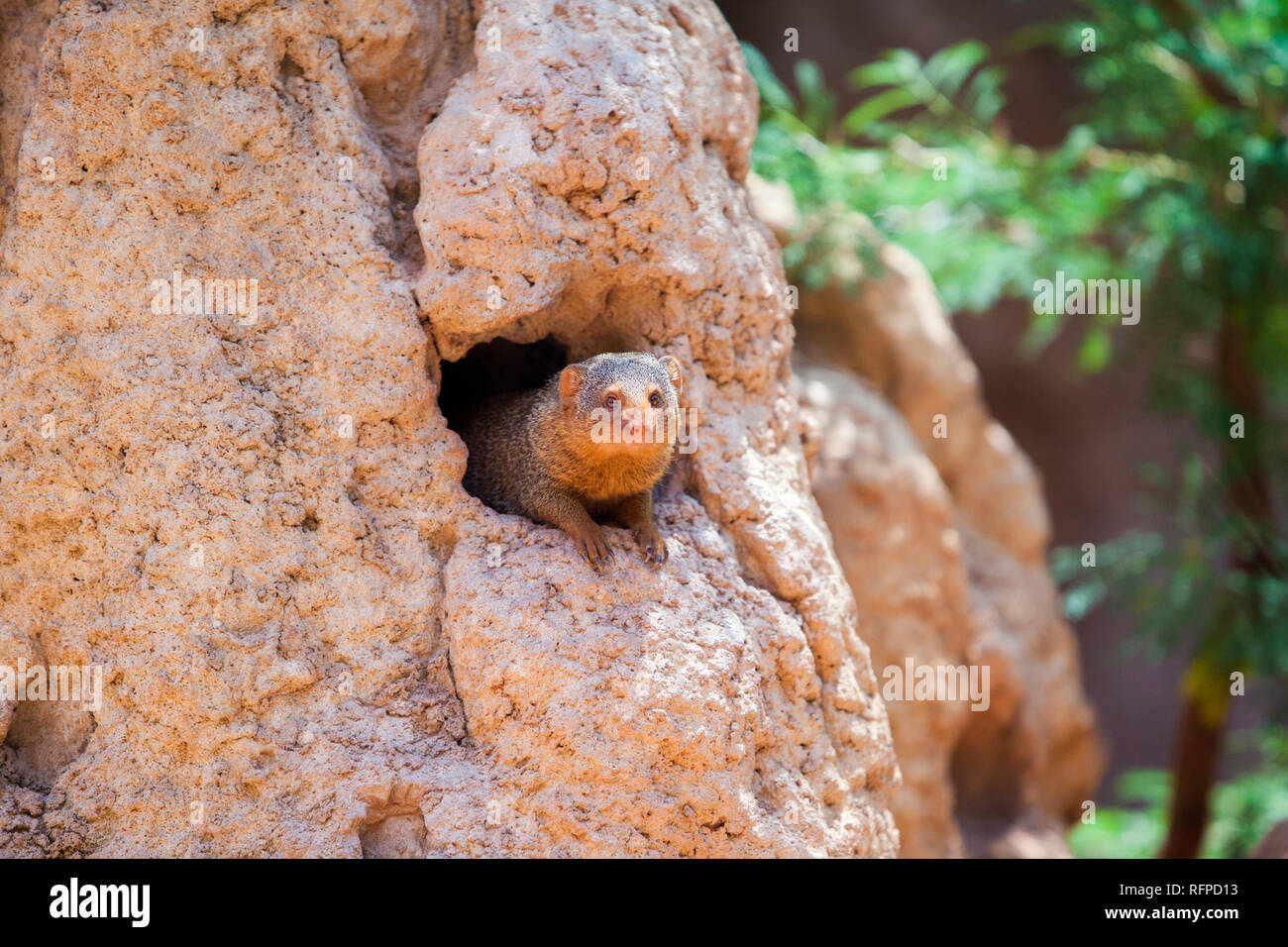 Afrikanische Mungo bei Bioparc Valencia, Comunidad Valenciana, Spanien Stockfoto