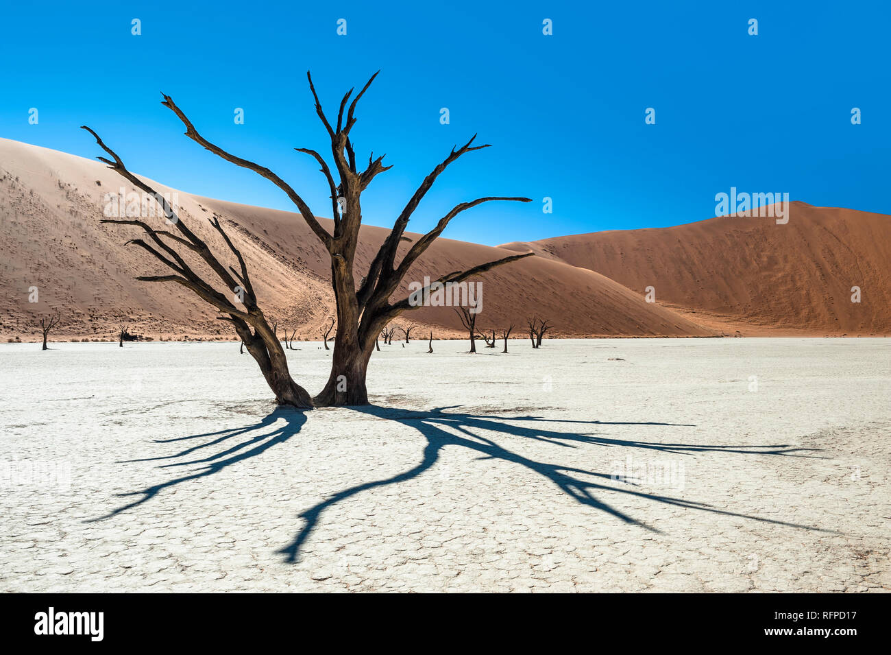 Kamel Dornenbäumen in Deadvlei, Namib-Naukluft-Nationalpark, Namibia Stockfoto