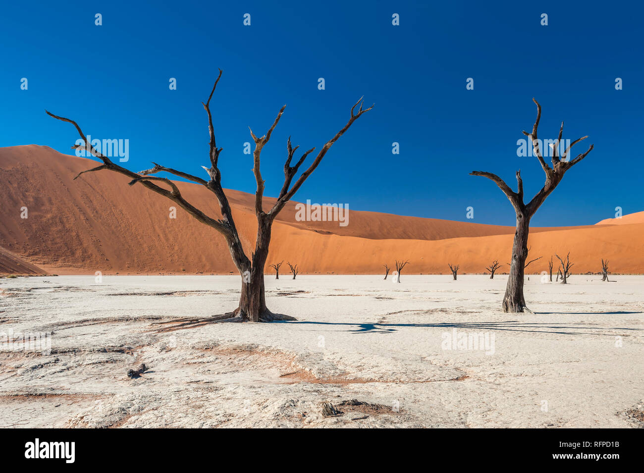 Kamel Dornenbäumen in Deadvlei, Namib-Naukluft-Nationalpark, Namibia Stockfoto