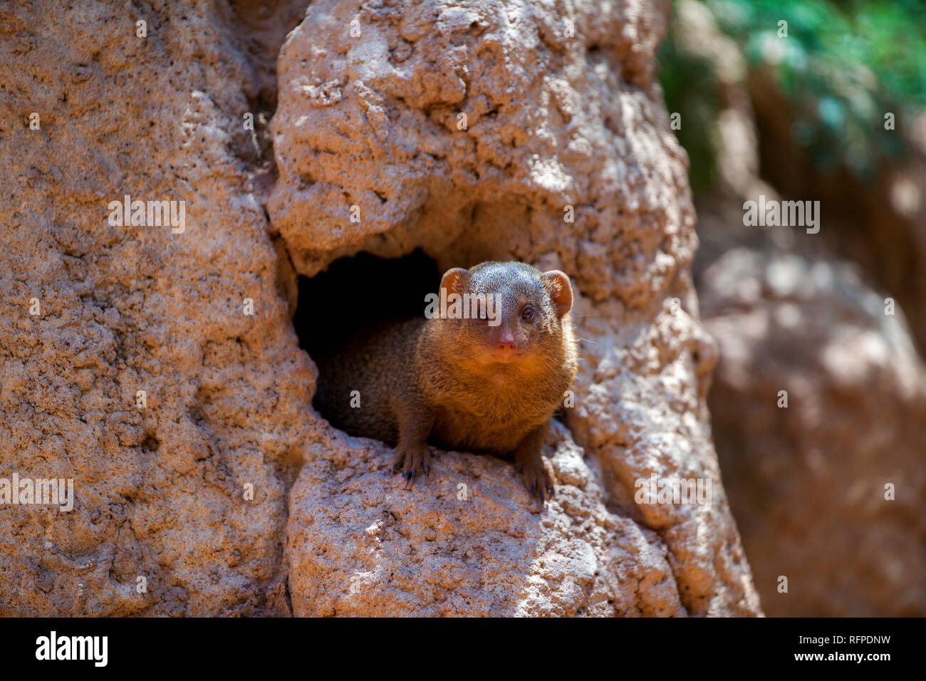 Afrikanische Mungo bei Bioparc Valencia, Comunidad Valenciana, Spanien Stockfoto