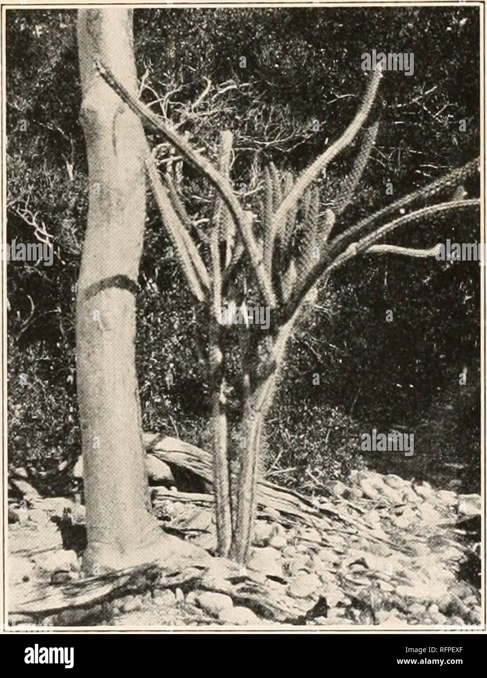 . Der Carnegie Institution in Washington Publikation. . Abb. 223.-Harrisia simpsonii. Abb. 224.- Harrisia Taylori. 8. Harrisia fernowl Britton, Bull. Torr. Club 35:562. 1908. Cereus pellncidus Grisebach, Cat. PI. Cub. 116. 1866. Nicht C. pellucidiis Otto, 1837. Anlage 2,5 bis 3 Meter hoch; Niederlassungen schlank, ca. 2,5 cm Dicke, hellgrün, g-Gerippte, die Rippen nicht prominent, die Vertiefungen zwischen Ihnen flach; Areolen ca. 2 cm auseinander; Stacheln 8 bis n, Hellbraun mit schwärzlich Tipps, die längeren 6 cm. lang; Bud subglobose-eiförmig, seine Schuppen sub-Pflege und ziemlich dicht mit Tawny bedeckt, curle Stockfoto