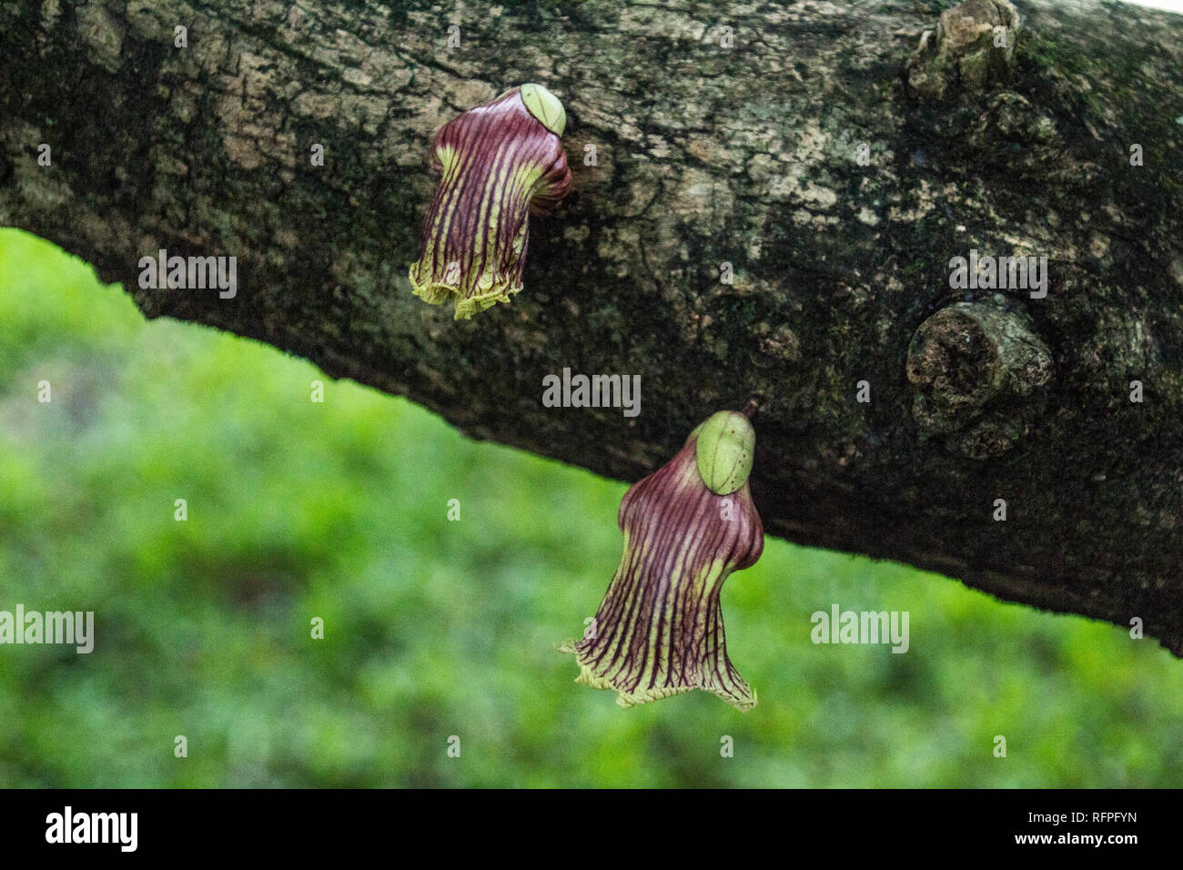 Ein Foto der schönen violetten Blüten direkt aus einem Baumstamm Stockfoto