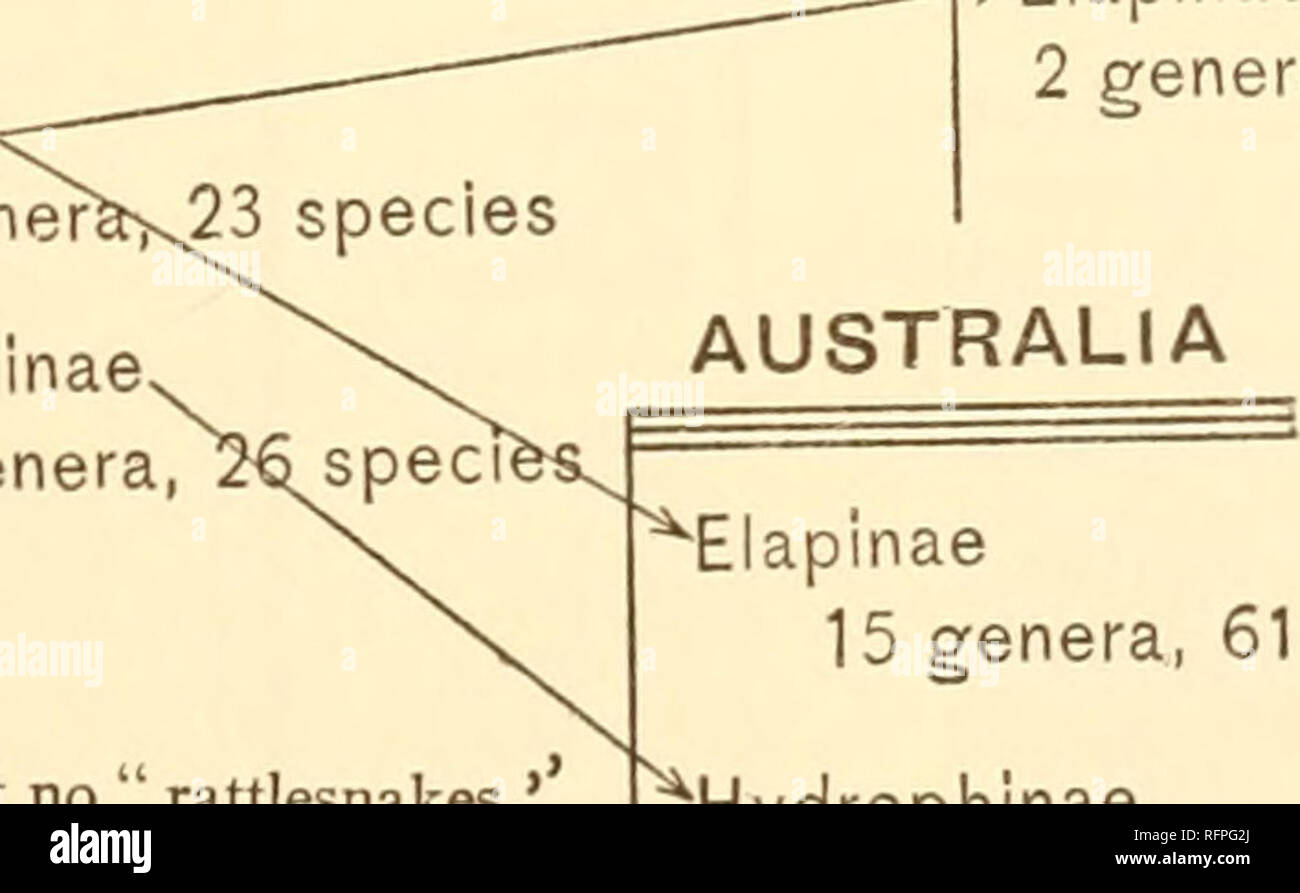 . Der Carnegie Institution in Washington Publikation. Viperinae - "7 Gattungen und 32 Arten Eiapinae - 7 Gattungen und 21 Arten ASIEN;;;;;;;; yiperinae 4 Gattungen, 8 Arten Crotalinae^2 Gattungen und 24 Arten - Eiapinae 5 gen Hydroplii 10 ger Amerika * besteht nur aus Ancistrodon, und Lachesis, aber keine "klapperschlangen. **Umfasst Ancistrodon, Lachesis, Sistrurus und Crotalus. *** 27 Arten aus dieser Gattung Elaps ntxmber angehören.. "Crotalinae" 4 Gattungen und 43 Arten" Eiapinae^^^^^^^2 Gattungen und 28 Arten Eiapinae 15 Gattungen und 61 Arten Hydrophinae 9 Gattungen und 10 Arten. Bitte beachten Sie, dass diese Bilder aus extrahiert werden Stockfoto