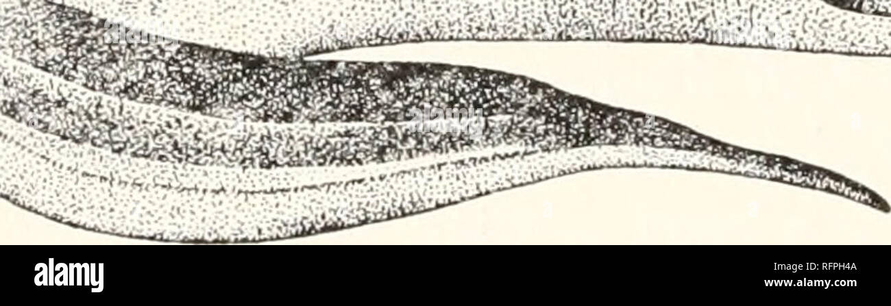 . Der Carnegie Institution in Washington Publikation. 162 Papiere von der marinen biologischen Labor an Tortugas. schlecht erhalten und so weich, dass wenn er das Tier über seinen Körper, der electroplaxes und Bindegewebe lief aus dem Muskel, in die sie eingebettet sind. Dennoch Erdl erklärte, dass es wahrscheinlich eine elektrische Orgel wurde, kommt zu diesem Schluss durch einen Vergleich, der solche Features wie er sehen konnte, die sich mit den Strukturen in die Schwänze der anderen elektrischen Fische gefunden, als Raja, Mormyrus und Gymnotus. ----I i^iiirrn" r^." -. Abb. I - Allgemeine Ansicht der Gymnarchus nilolicus. (Draw Stockfoto