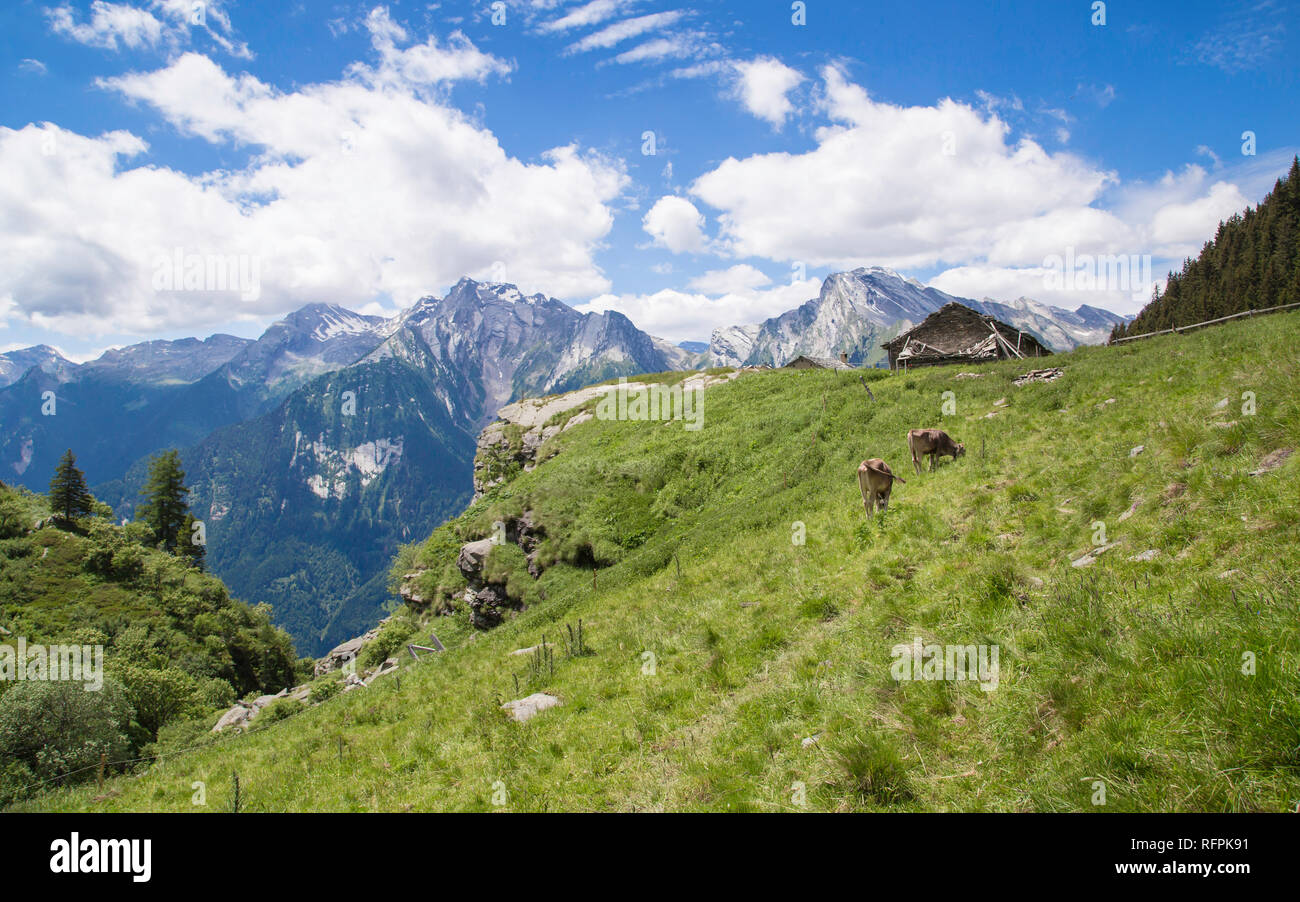 Haopy Kühe auf den Alpen, Schweiz Stockfoto